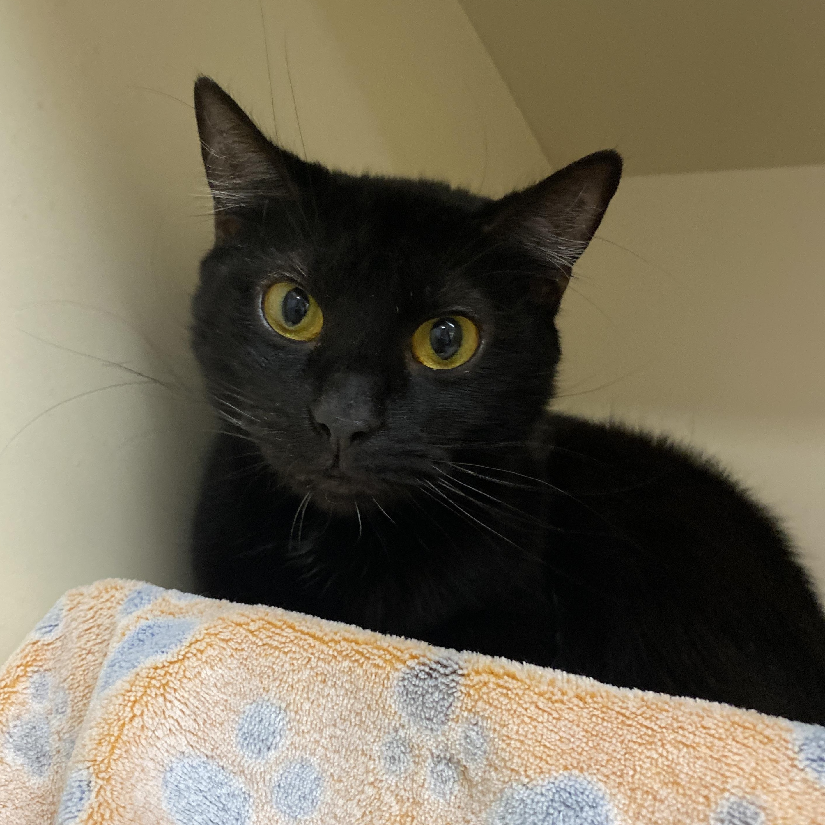 Enlarge Boots, a Adoptable Domestic Short Hair in Elyria, OH image 3/6
