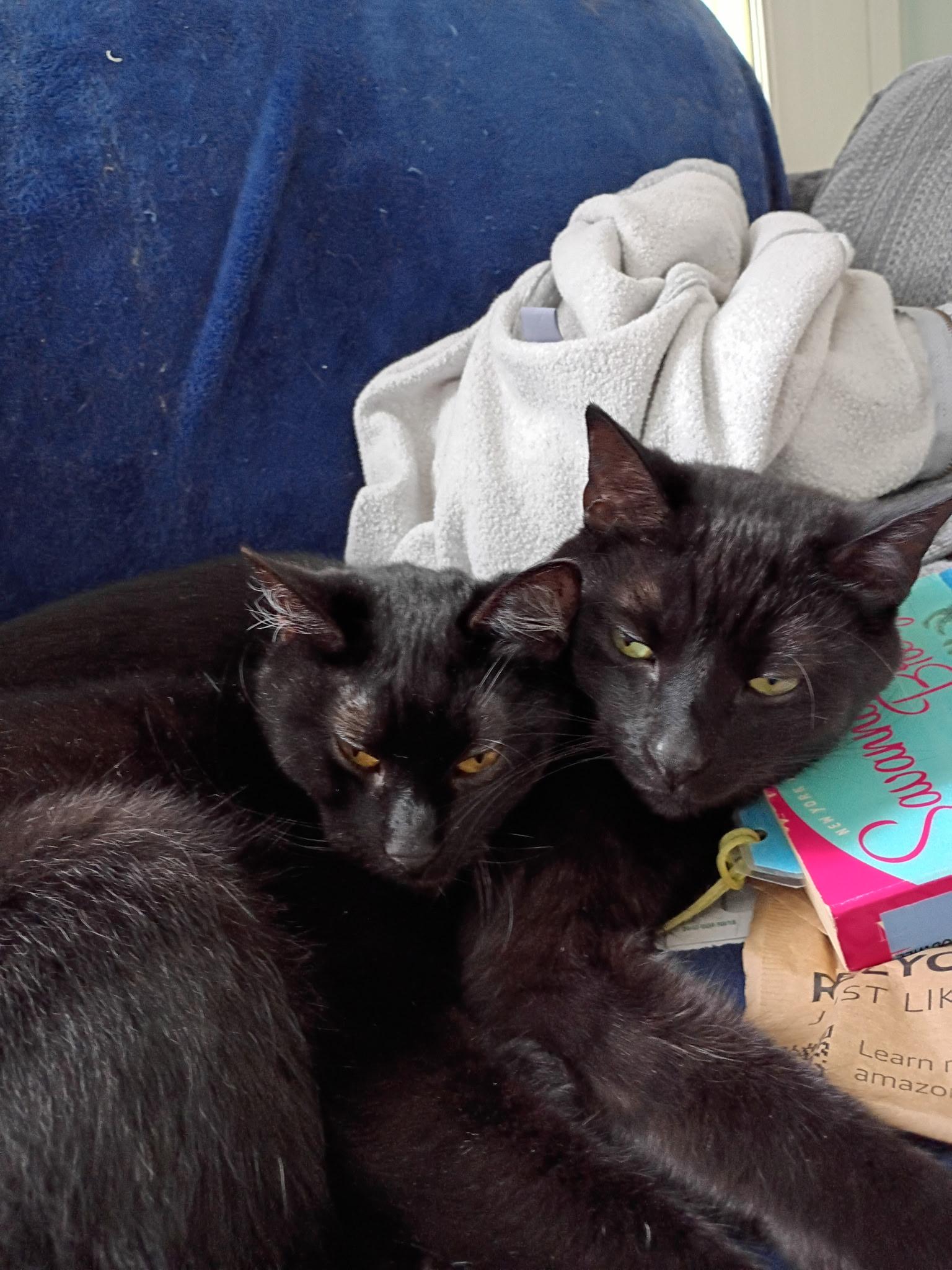 Enlarge Molly Ask to Meet In Foster, a Adoptable Domestic Short Hair in Elyria, OH image 4/5