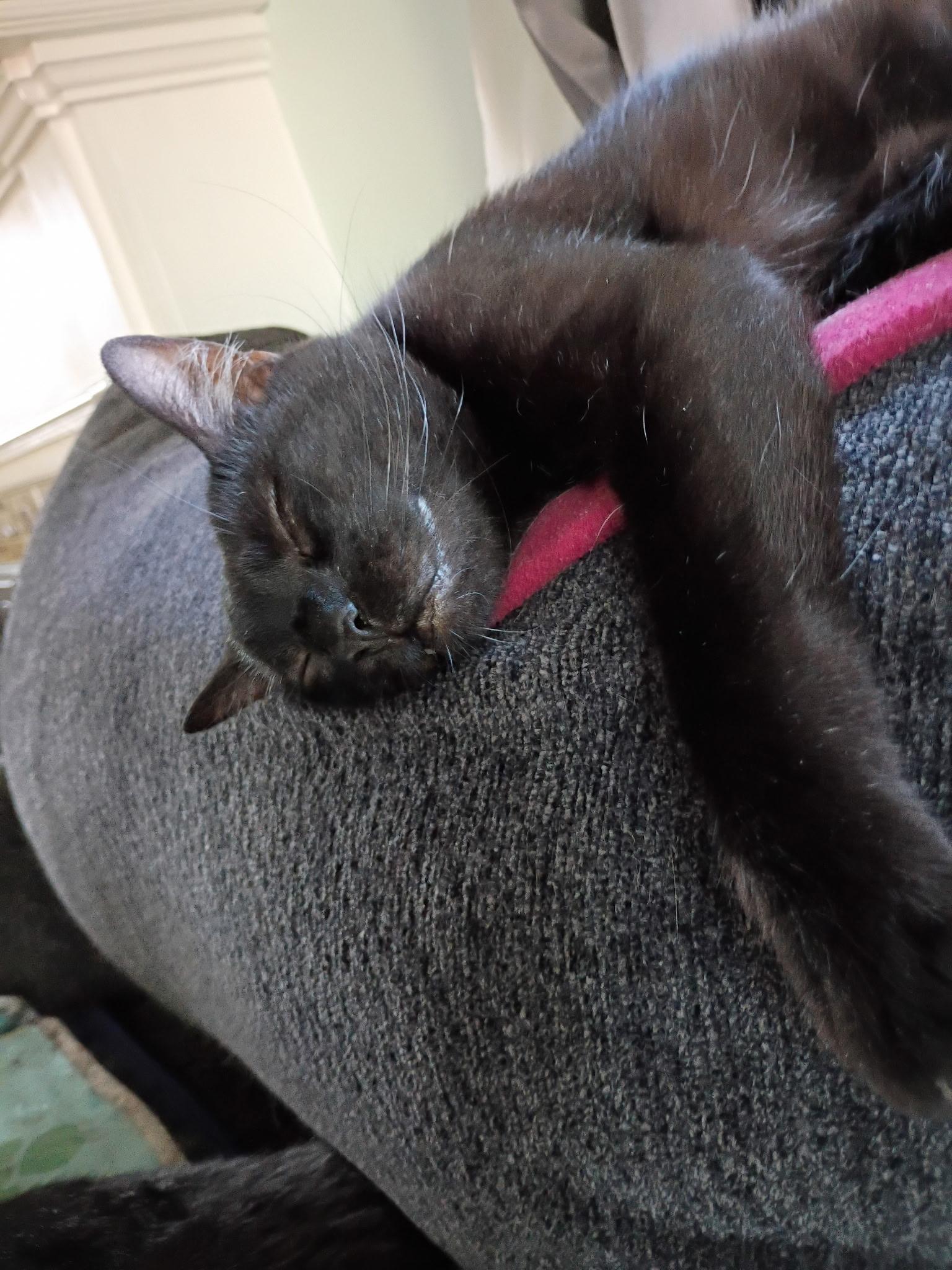 Enlarge Molly Ask to Meet In Foster, a Adoptable Domestic Short Hair in Elyria, OH image 5/5