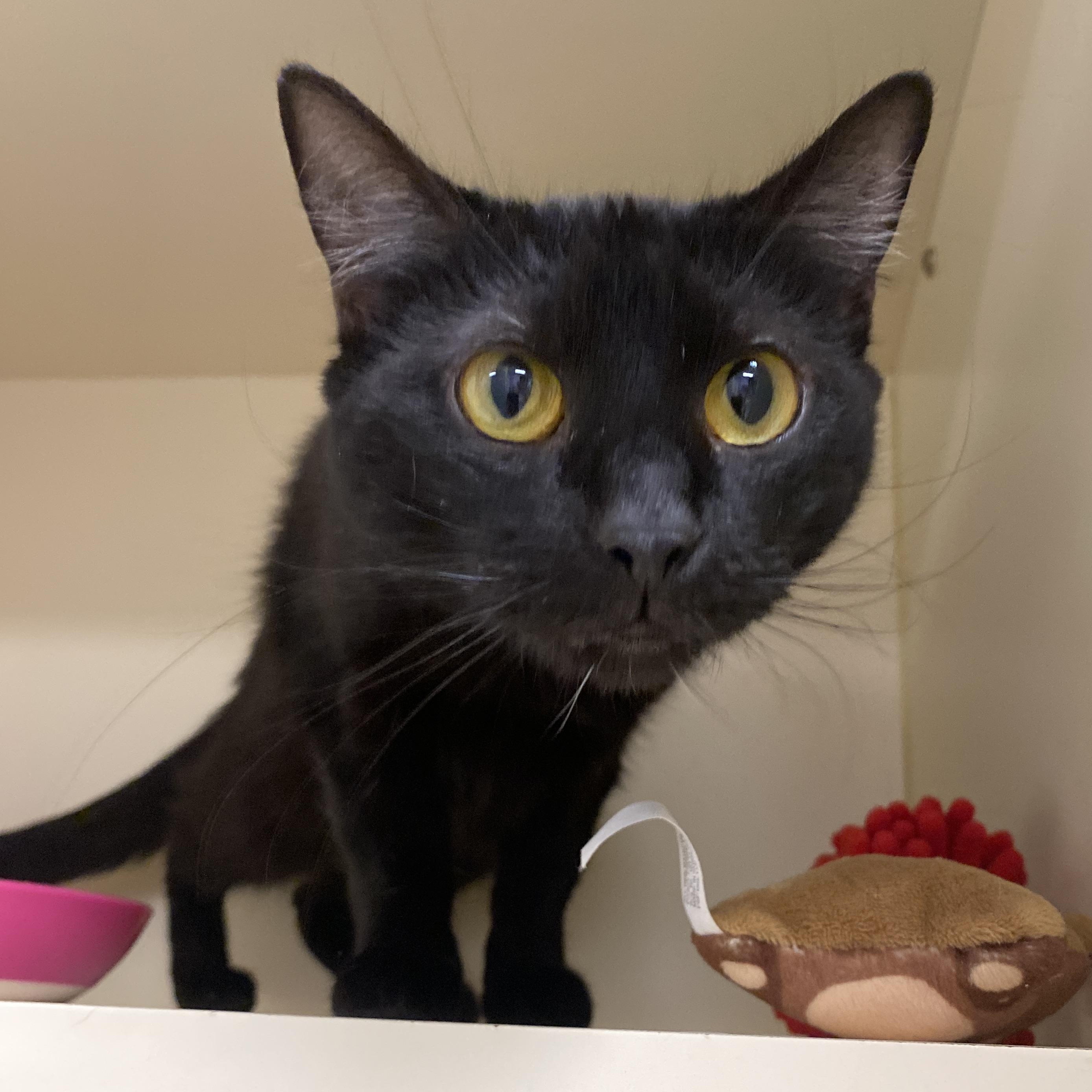 Enlarge Boots, a Adoptable Domestic Short Hair in Elyria, OH image 4/6