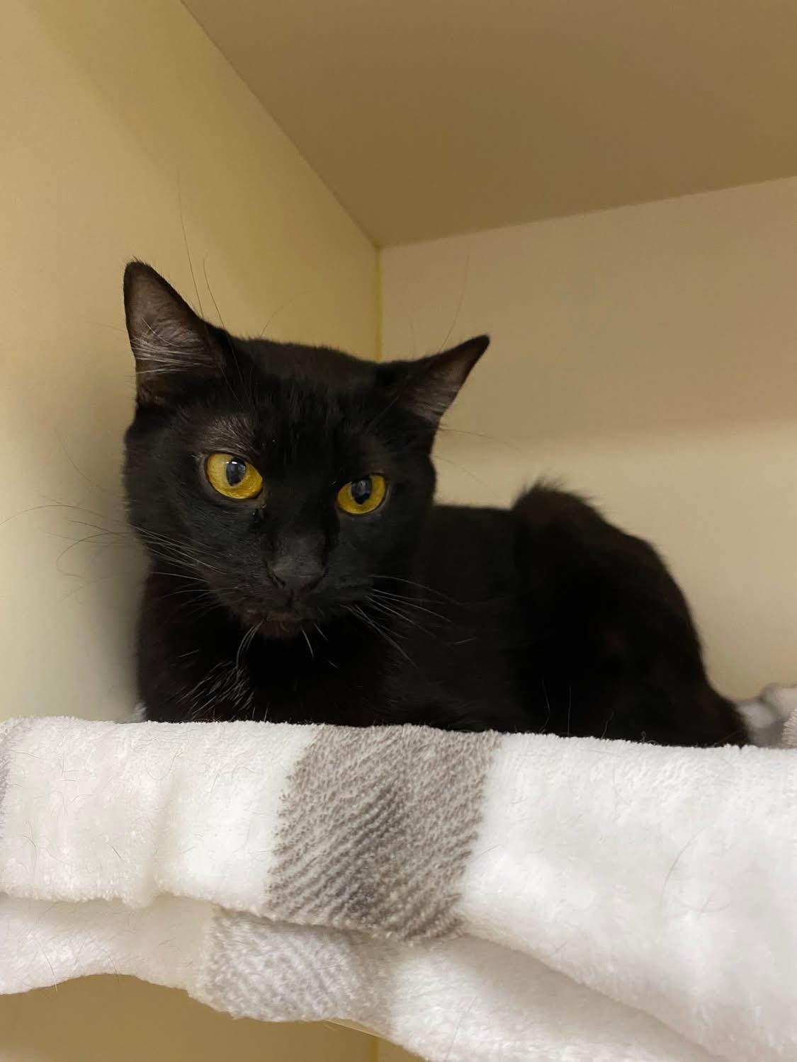 Enlarge Boots, a Adoptable Domestic Short Hair in Elyria, OH image 5/6