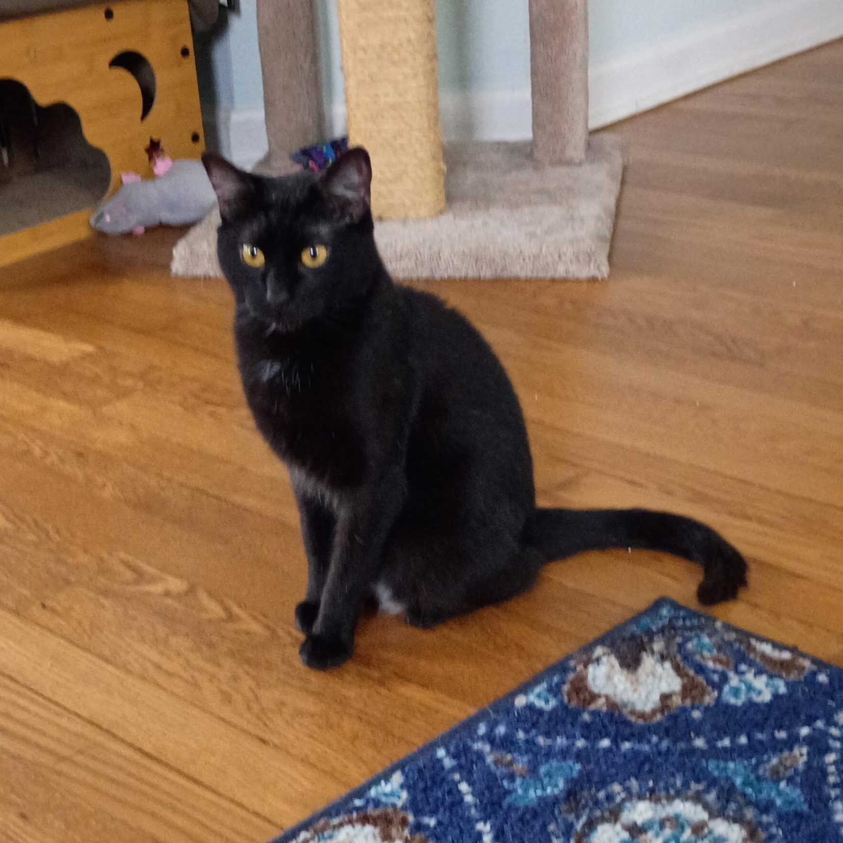 Boots Ask to Meet! In Foster!, Adoptable, Adult Female Domestic Short Hair.