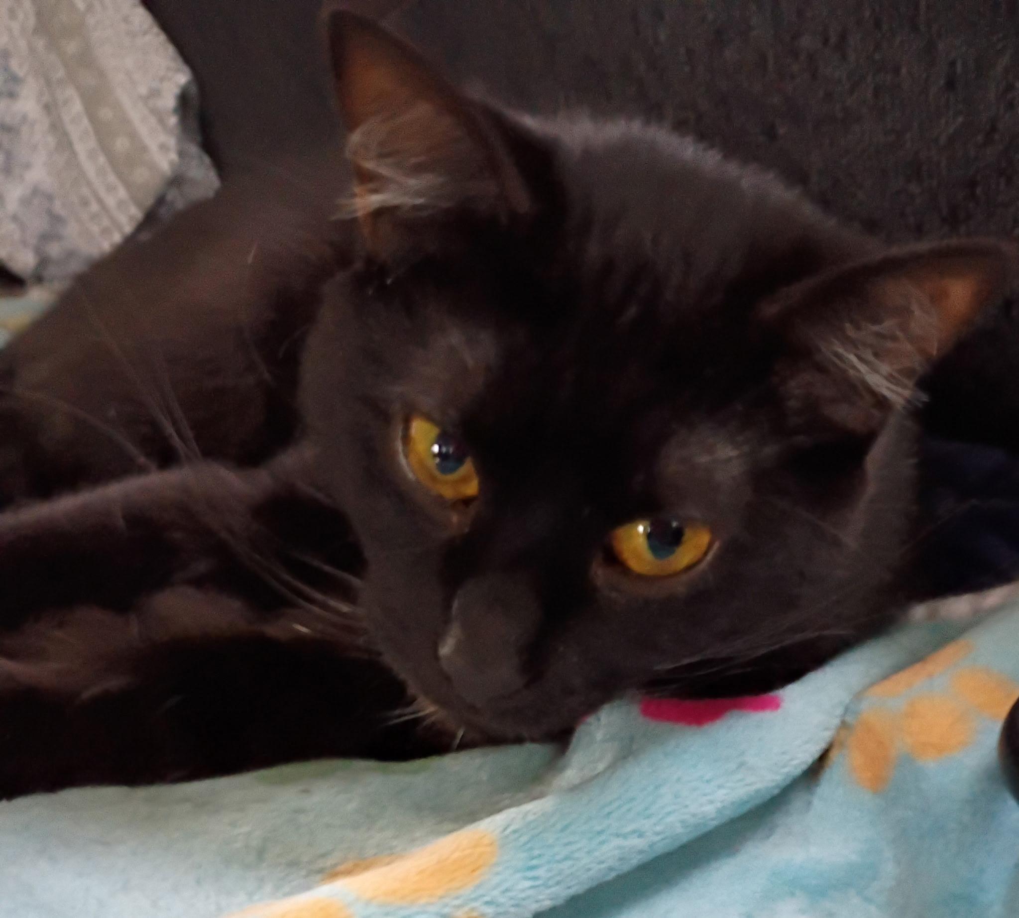 Enlarge Boots Ask to Meet! In Foster!, a Adoptable Domestic Short Hair in Elyria, OH image 6/6