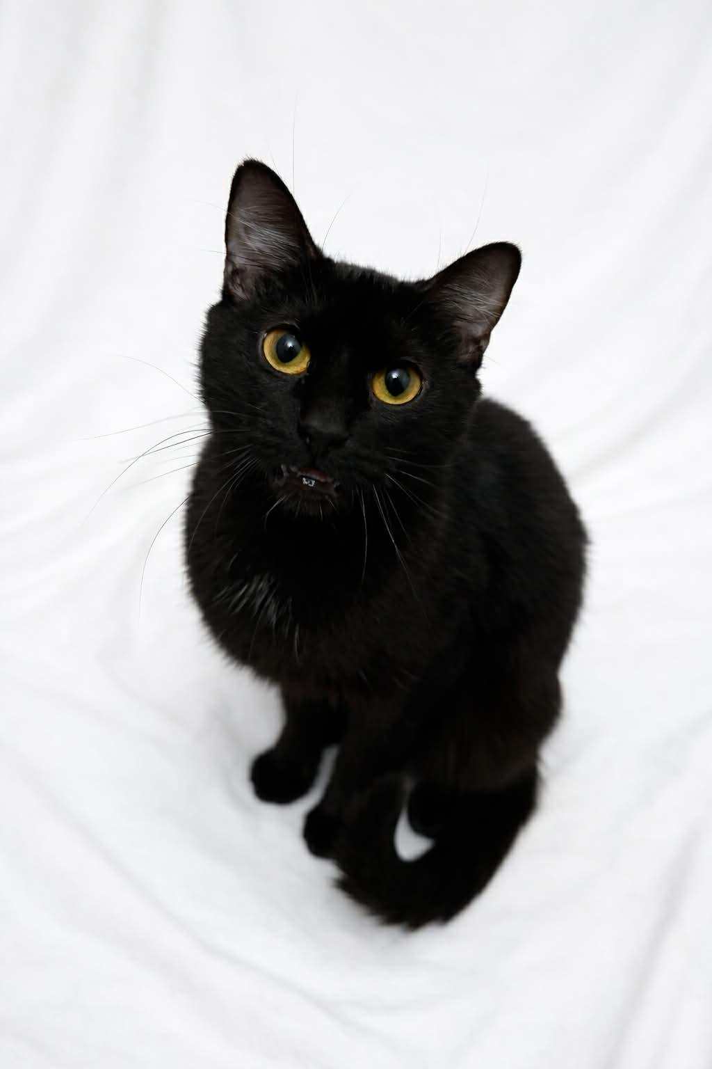 Enlarge Boots, a Adoptable Domestic Short Hair in Elyria, OH image 2/6