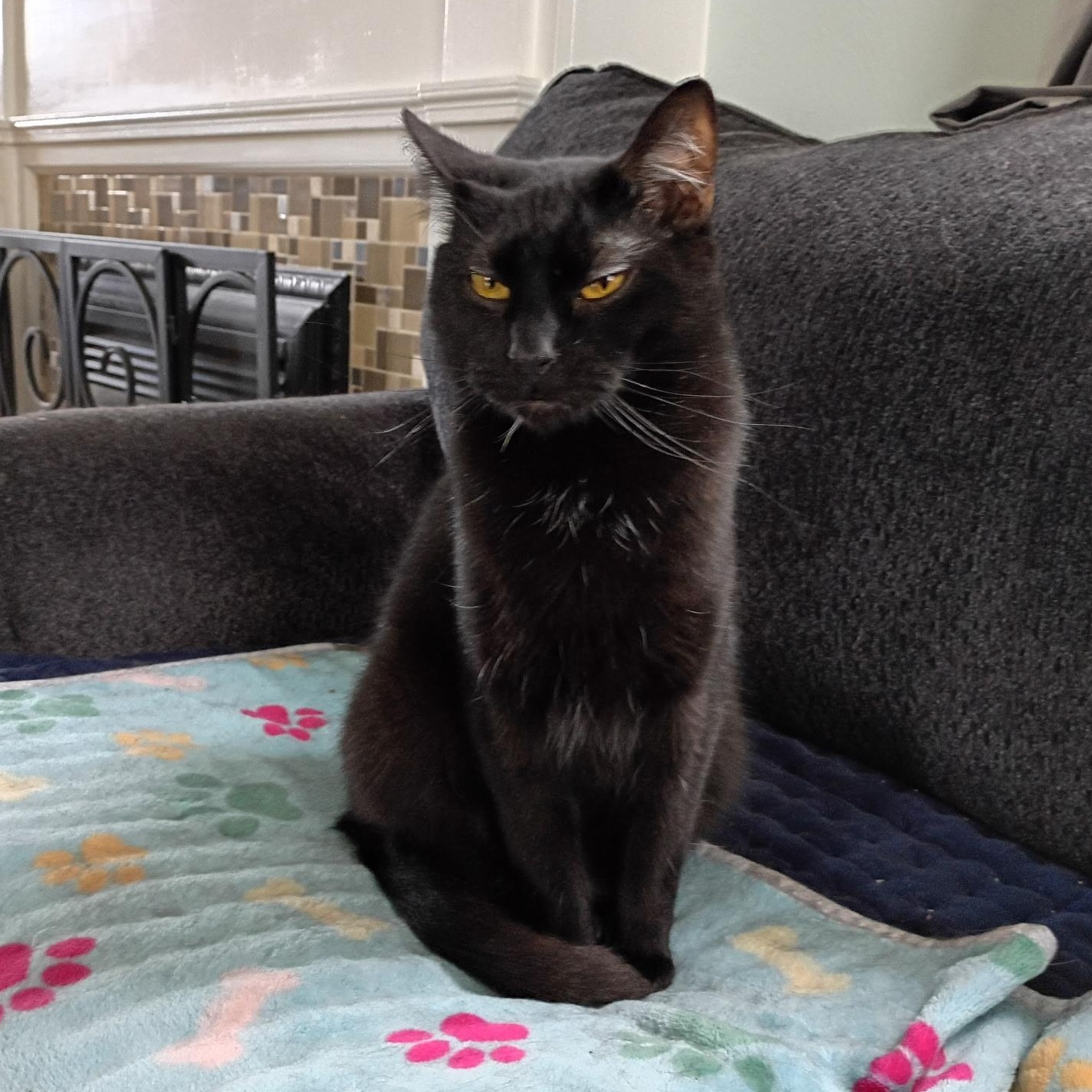 Enlarge Boots Ask to Meet! In Foster!, a Adoptable Domestic Short Hair in Elyria, OH image 2/6