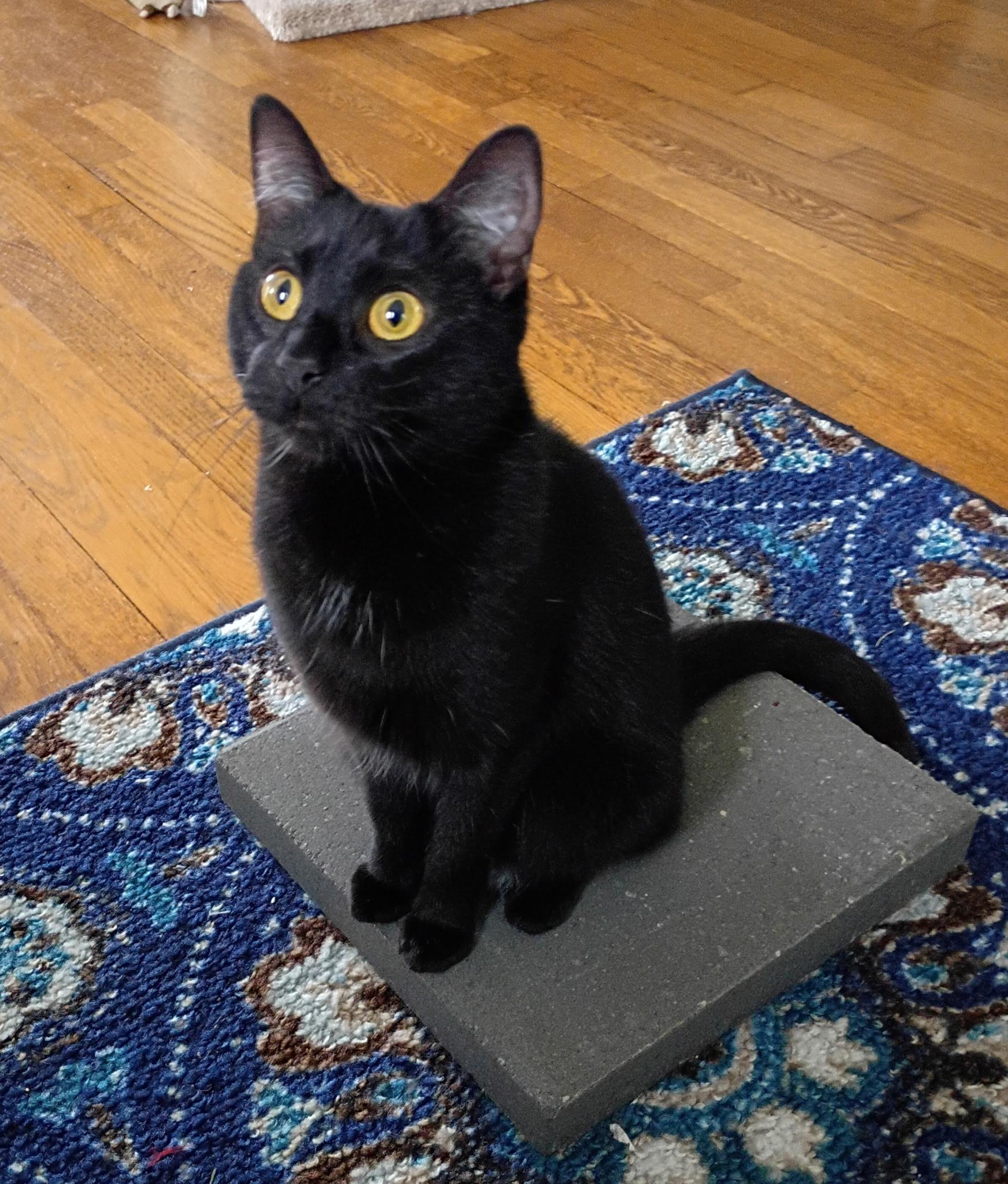 Molly Ask to Meet In Foster, Adoptable, Adult Female Domestic Short Hair.