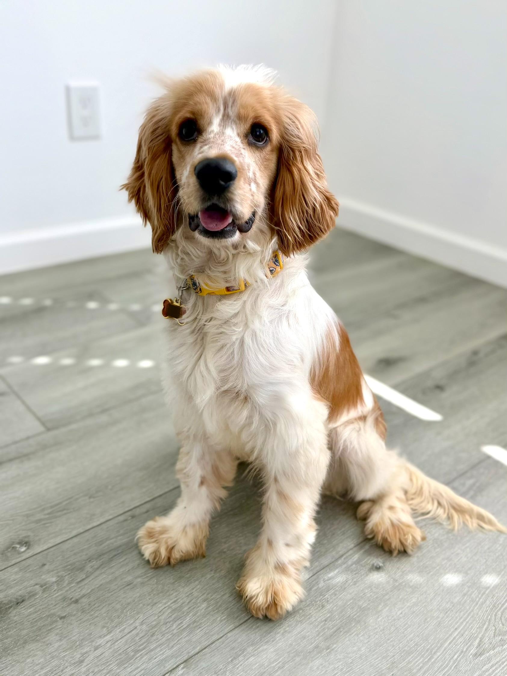 Banjo, a Adoptable mixed breed in Sherman Oaks, CA image 1/4