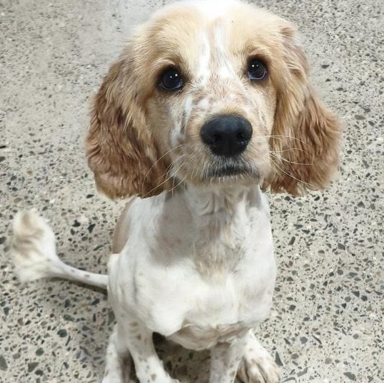 Enlarge Banjo, a Adoptable mixed breed in Sherman Oaks, CA image 1/1
