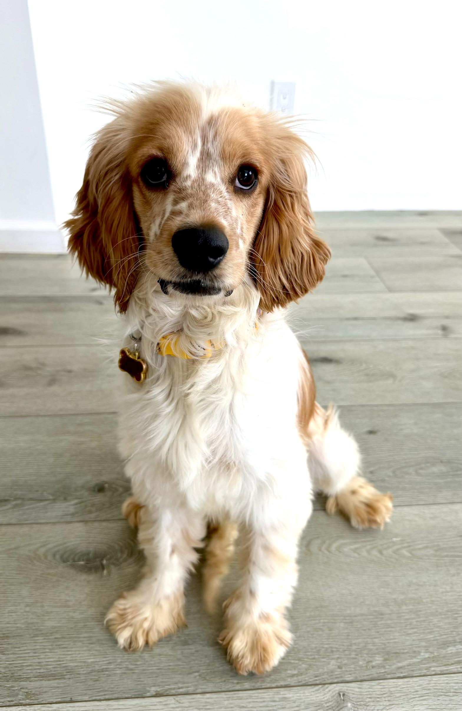 Banjo, a Adoptable mixed breed in Sherman Oaks, CA image 2/4