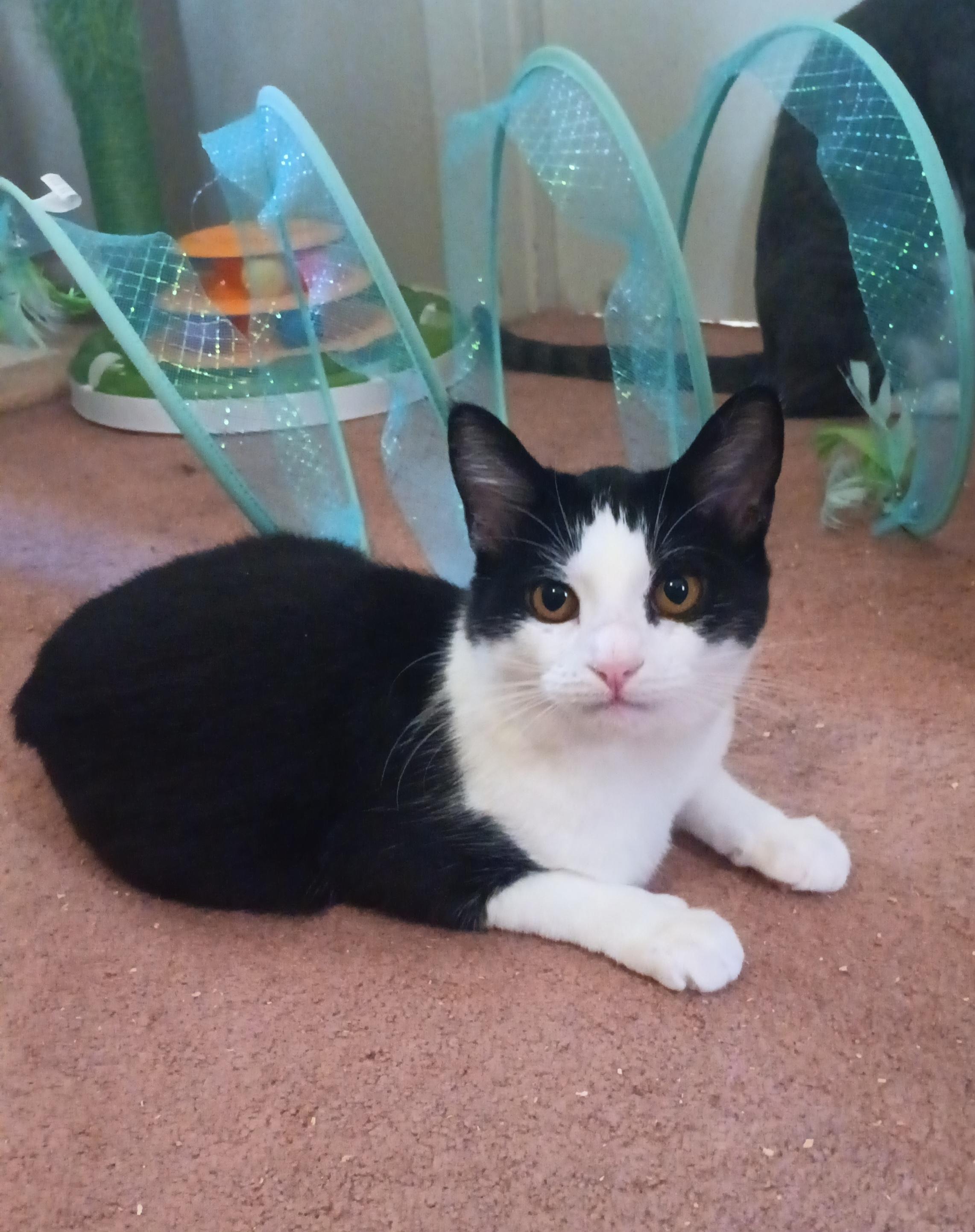 Ivy , a Adoptable Domestic Short Hair in Orlando, FL image 3/6