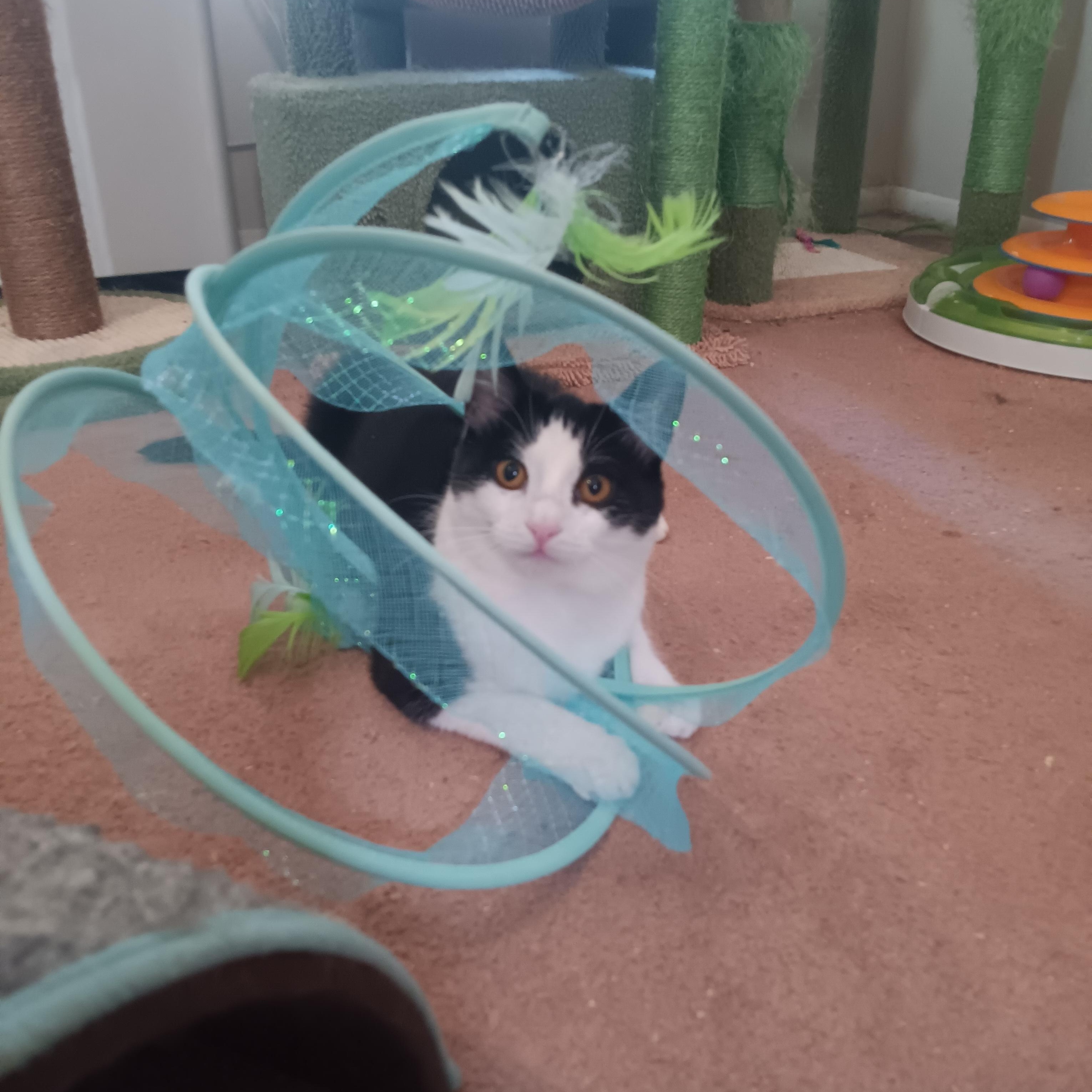 Ivy , Adoptable, Young Female Domestic Short Hair.