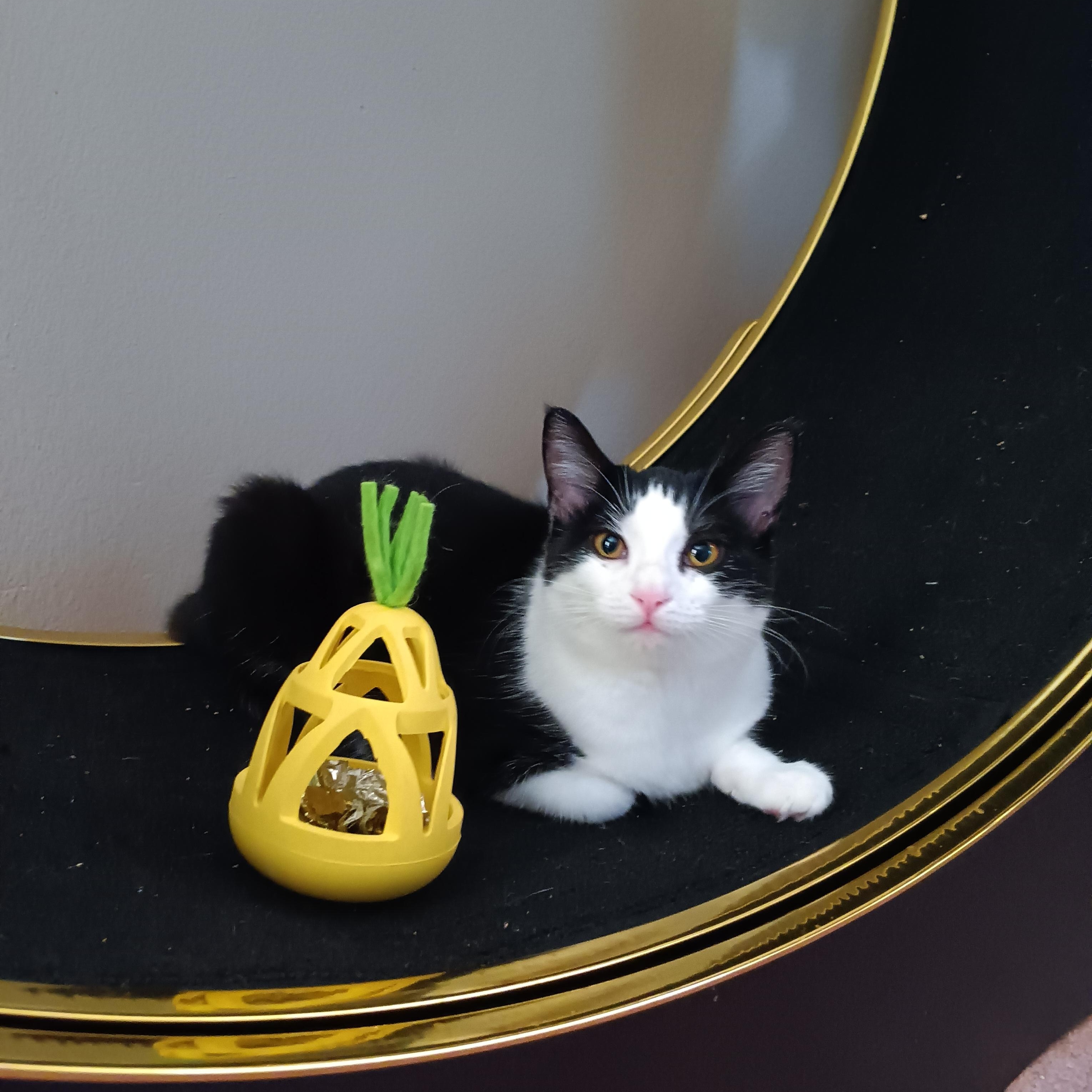 Ivy , a Adoptable Domestic Short Hair in Orlando, FL image 6/6