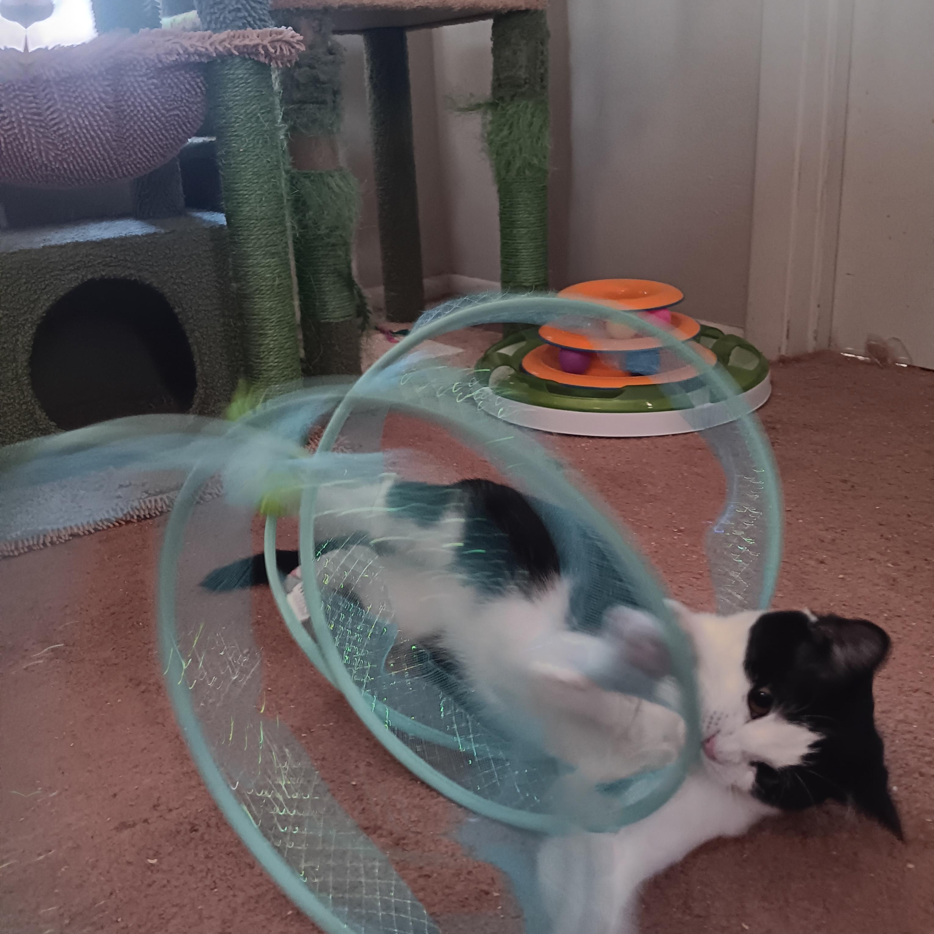 Ivy , a Adoptable Domestic Short Hair in Orlando, FL image 5/6