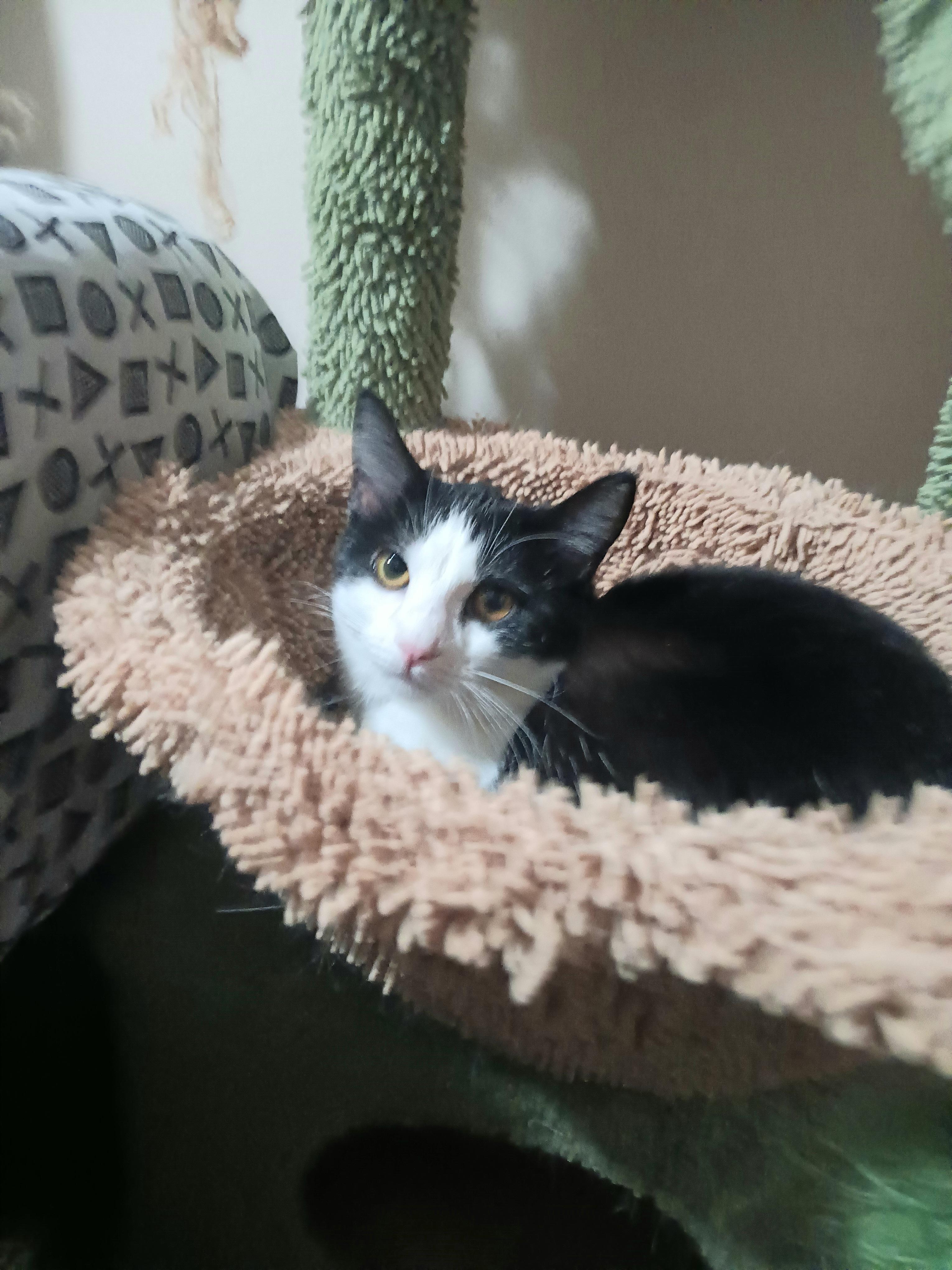 Ivy , a Adoptable Domestic Short Hair in Orlando, FL image 2/6