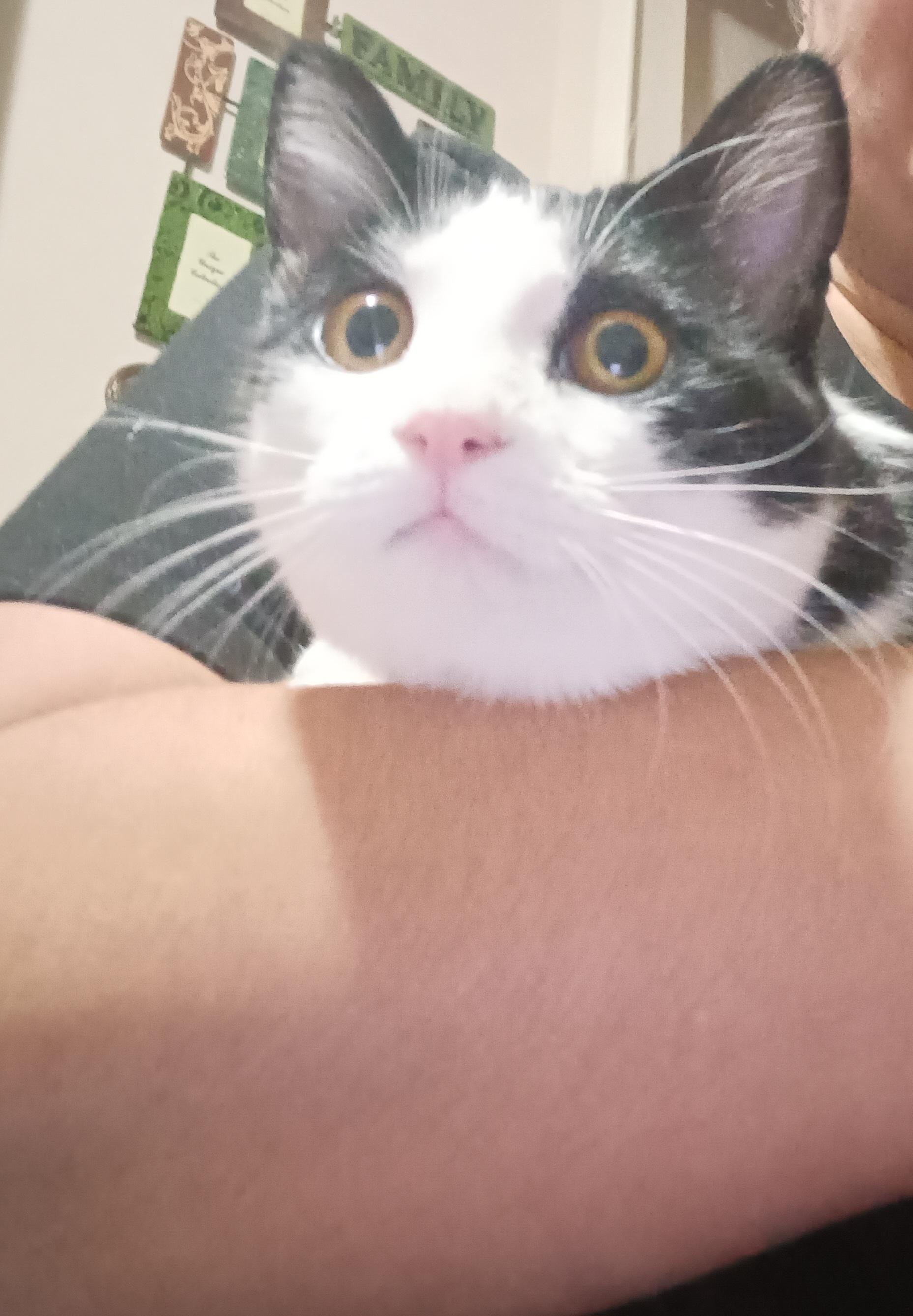 Ivy , a Adoptable Domestic Short Hair in Orlando, FL image 4/6