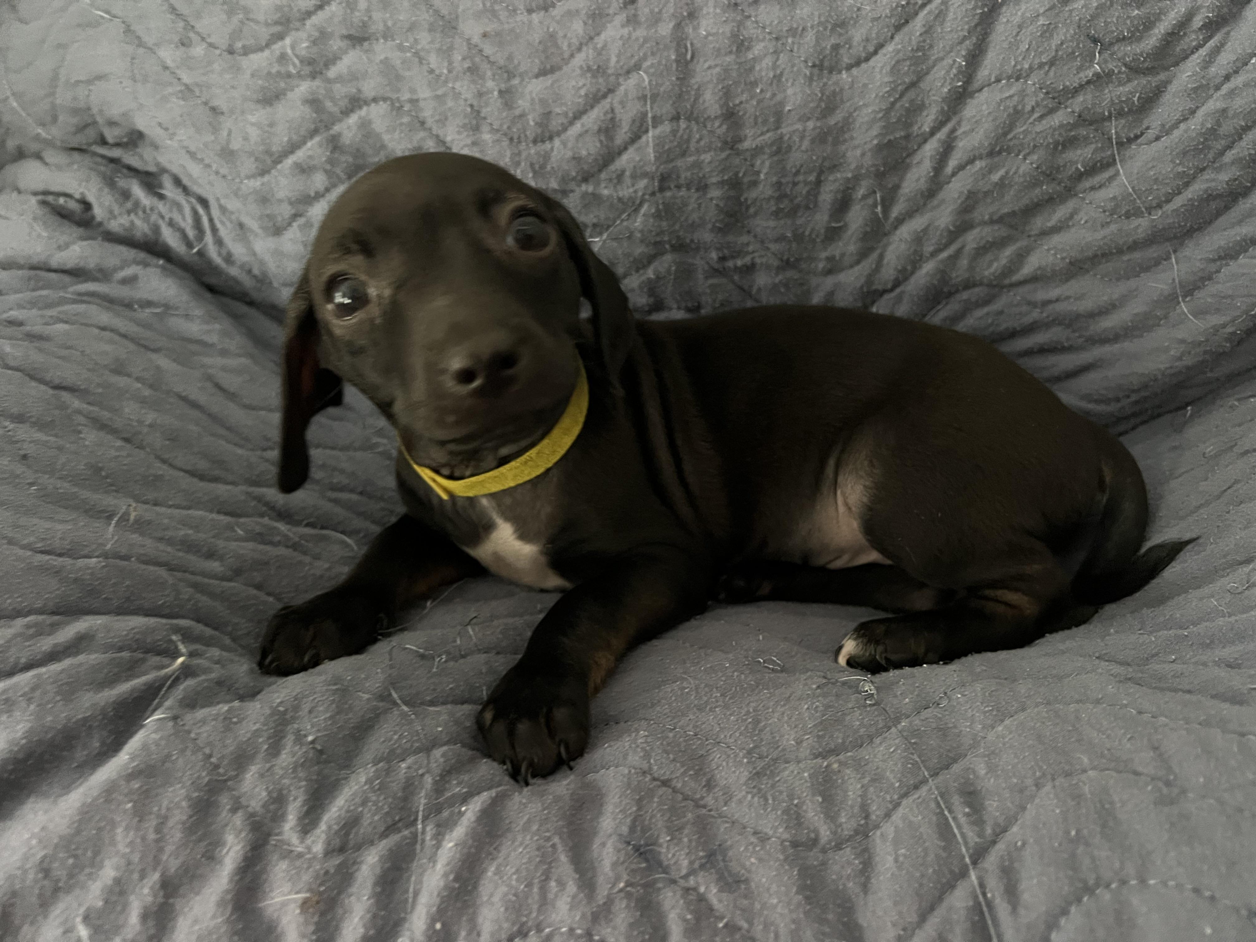 Enlarge Wallie, an adopted mixed breed in Moosup, CT image 4/6