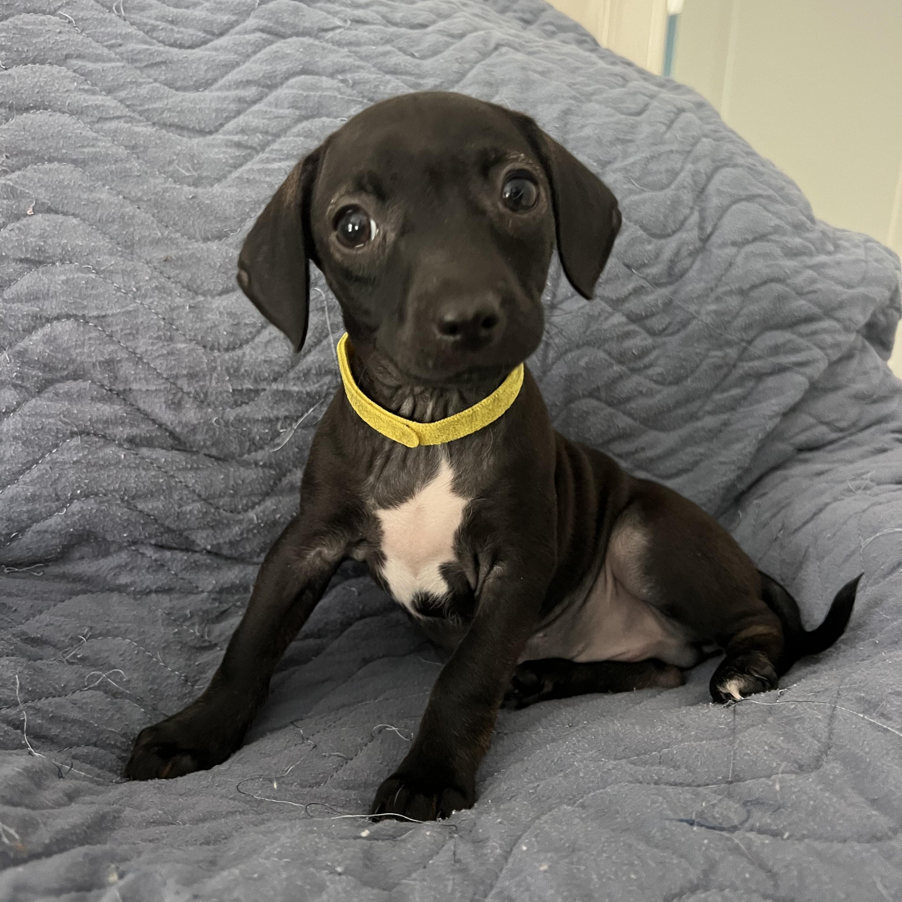 Enlarge Wallie, an adopted mixed breed in Moosup, CT image 5/6