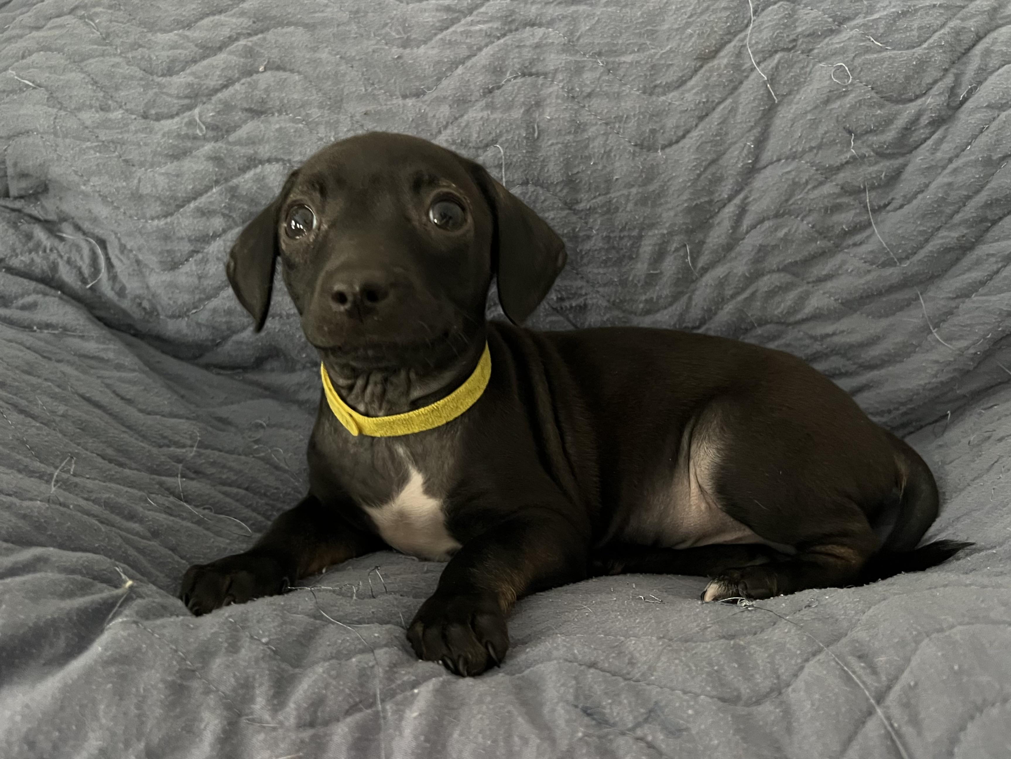 Enlarge Wallie, an adopted mixed breed in Moosup, CT image 3/6