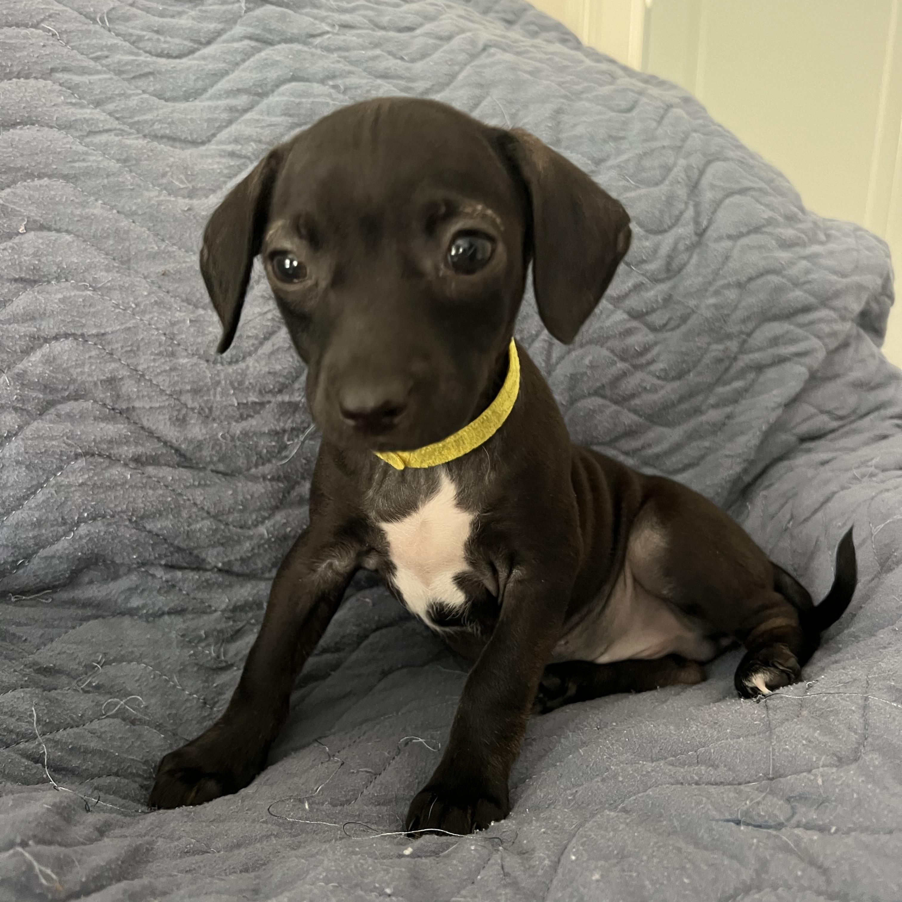 Enlarge Wallie, an adopted mixed breed in Moosup, CT image 2/6