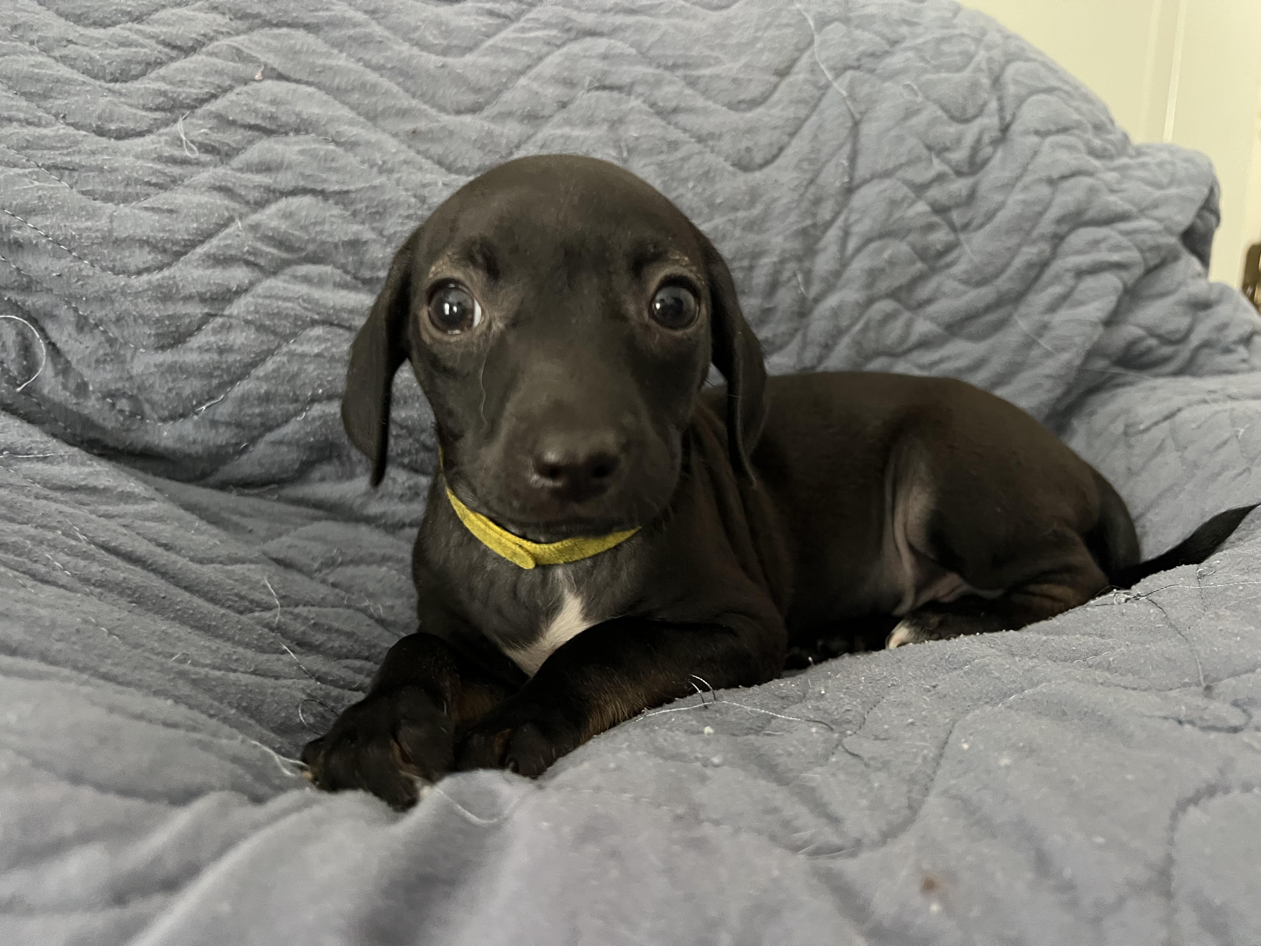 Enlarge Wallie, an adopted mixed breed in Moosup, CT image 1/6