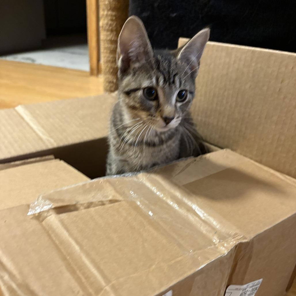 Chartreuse C66877, Adoptable, Kitten Male Domestic Short Hair.