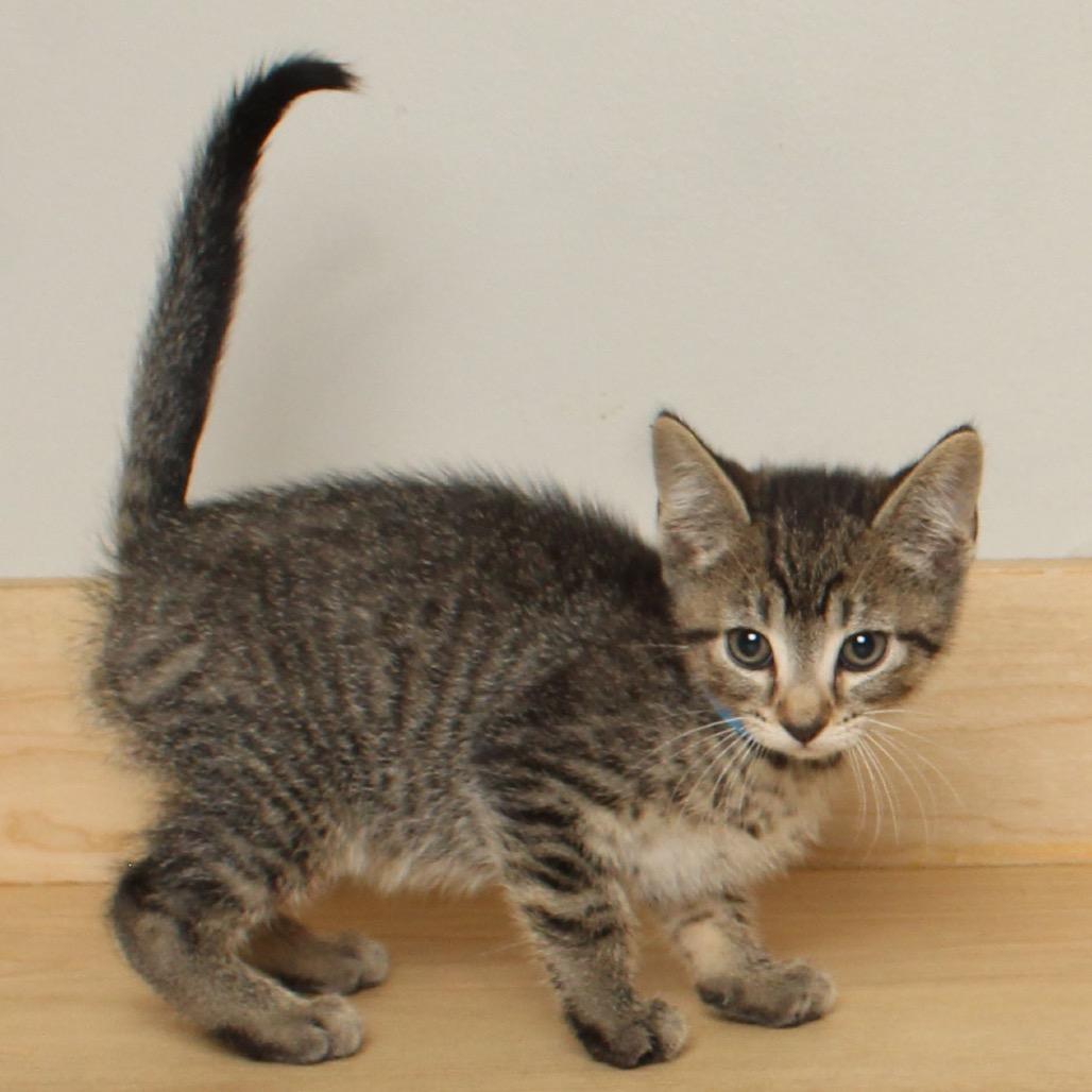 Chartreuse C66877, a Adoptable Domestic Short Hair in Minnetonka, MN image 1/6