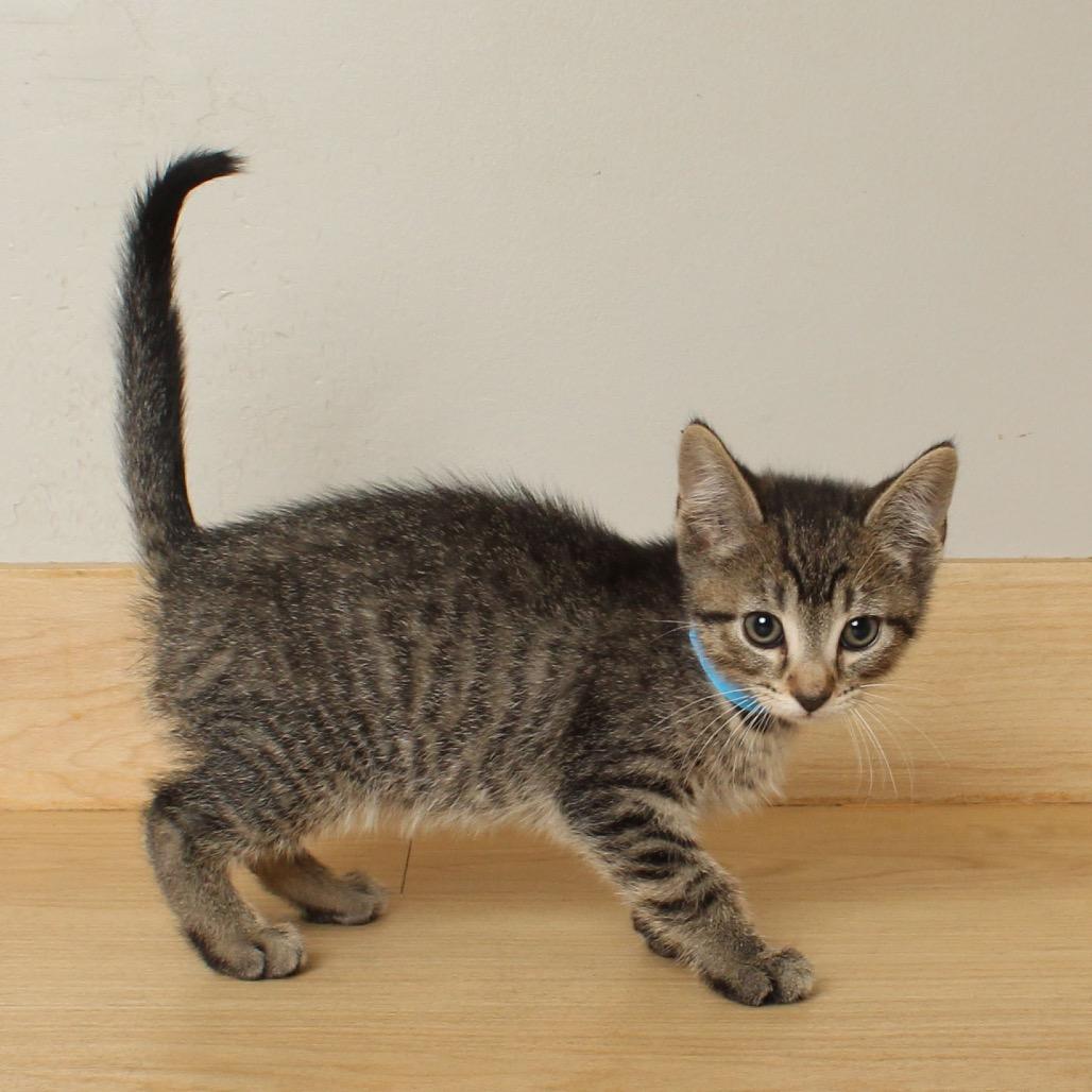 Chartreuse C66877, a Adoptable Domestic Short Hair in Minnetonka, MN image 2/6