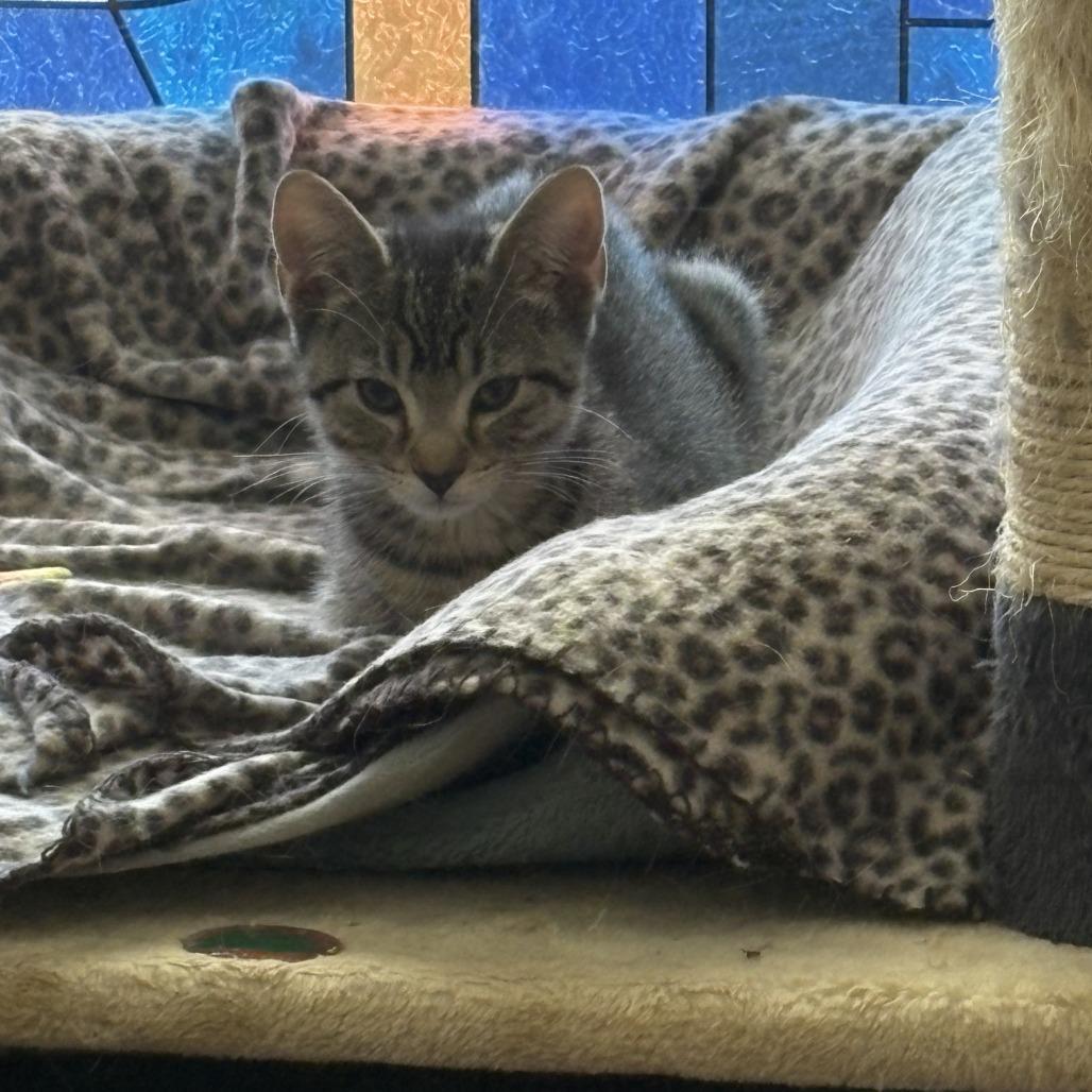 Chartreuse C66877, a Adoptable Domestic Short Hair in Minnetonka, MN image 3/6