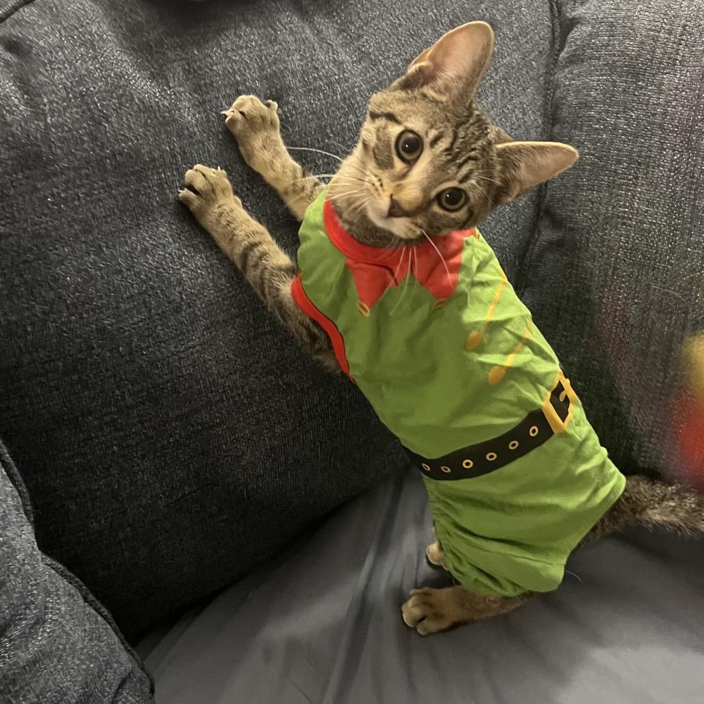 Chartreuse C66877, a Adoptable Domestic Short Hair in Minnetonka, MN image 2/6