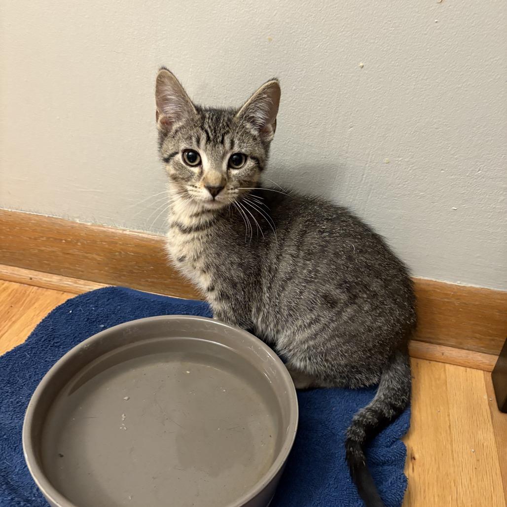 Chartreuse C66877, a Adoptable Domestic Short Hair in Minnetonka, MN image 4/6
