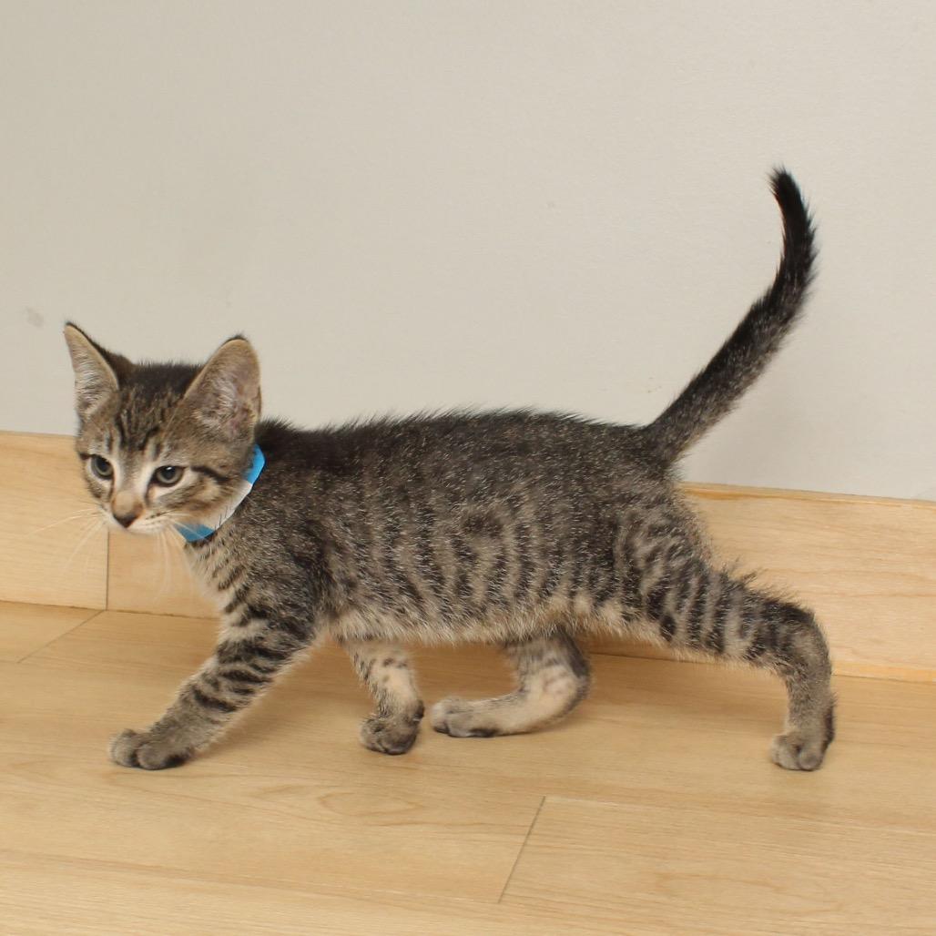 Chartreuse C66877, a Adoptable Domestic Short Hair in Minnetonka, MN image 5/6