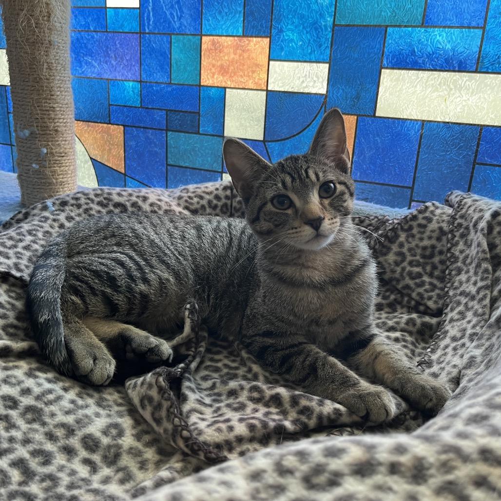 Chartreuse C66877, a Adoptable Domestic Short Hair in Minnetonka, MN image 3/6