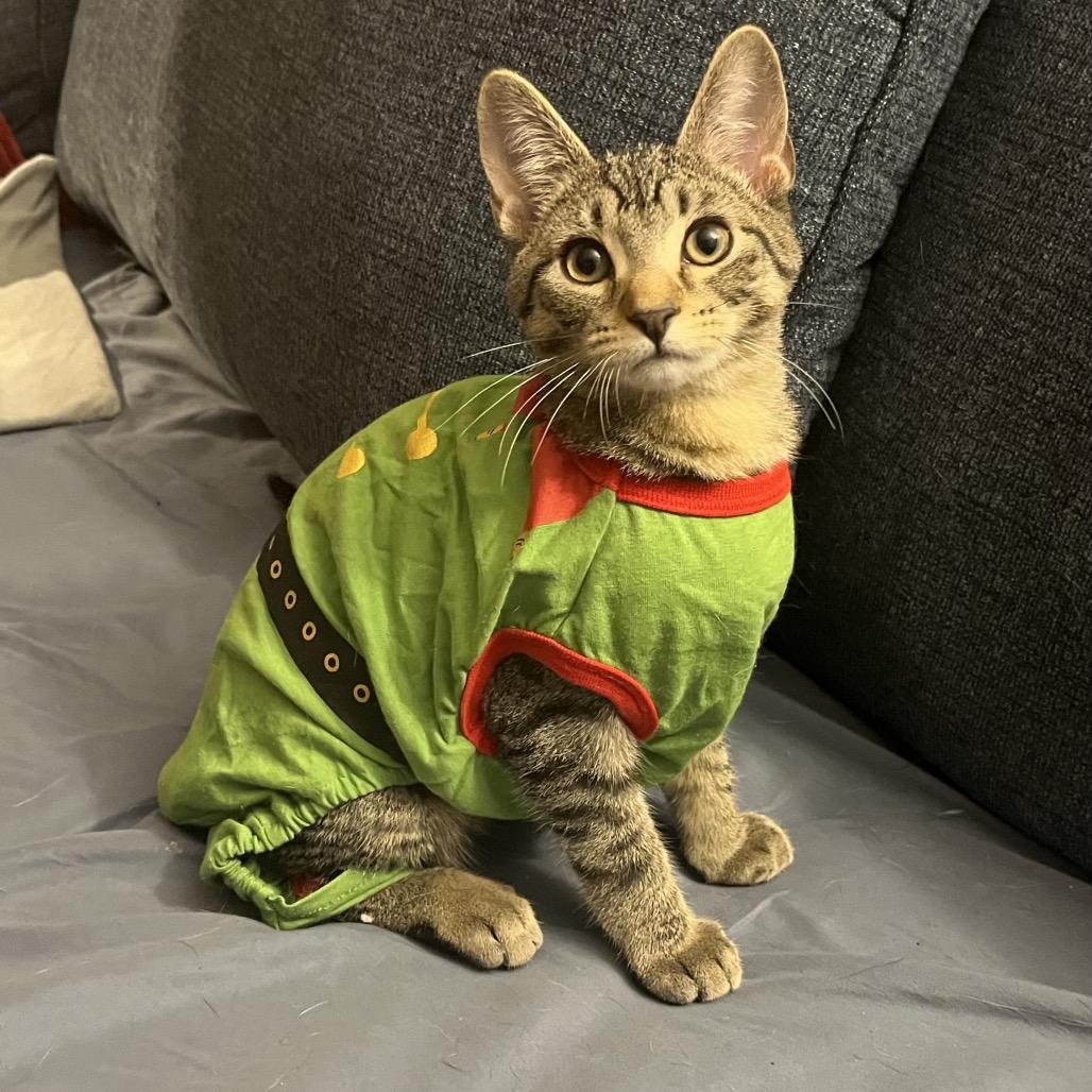 Chartreuse C66877, a Adoptable Domestic Short Hair in Minnetonka, MN image 4/6