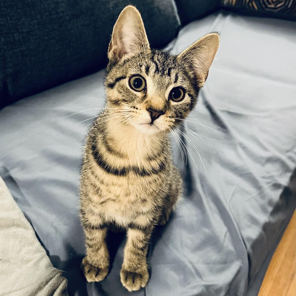 Chartreuse C66877, a Adoptable Domestic Short Hair in Minnetonka, MN image 6/6