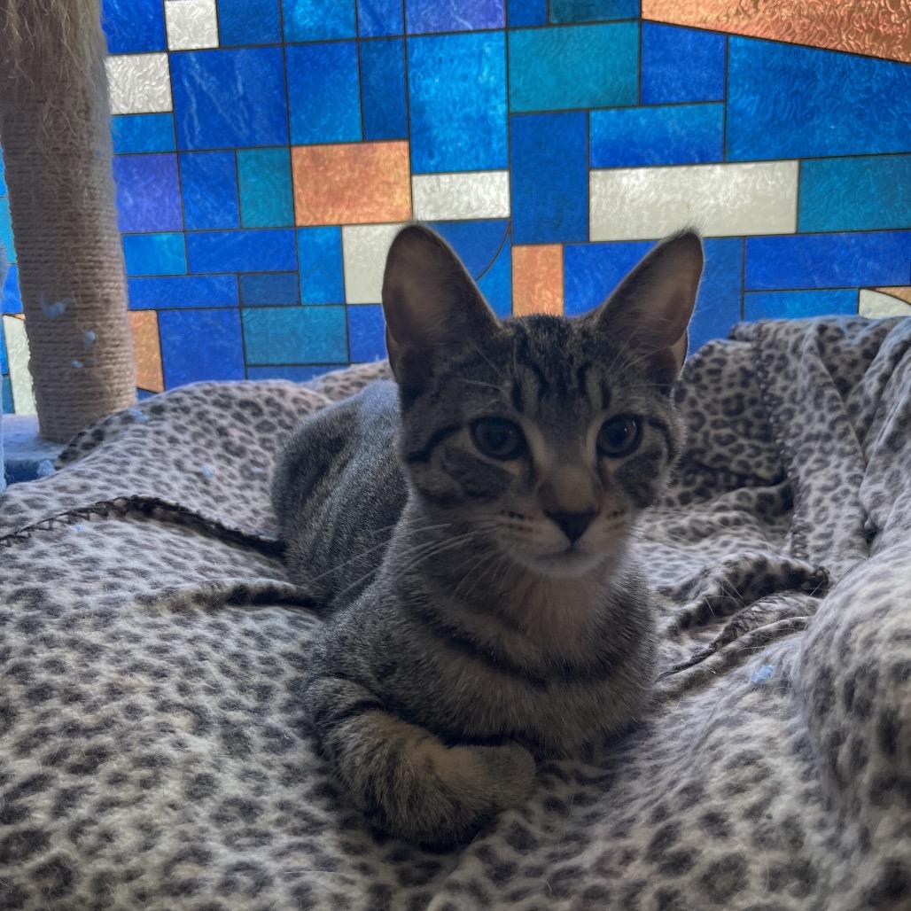 Chartreuse C66877, a Adoptable Domestic Short Hair in Minnetonka, MN image 6/6