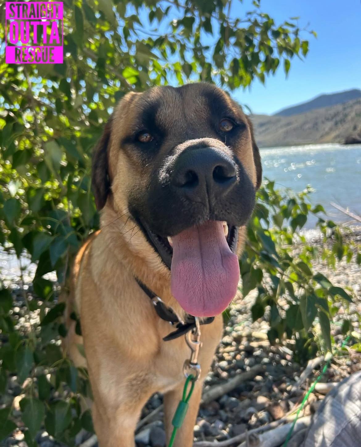 Marcus, an adoptable Mastiff, Shepherd in Kamloops, BC, V2B 5N6 | Photo Image 1