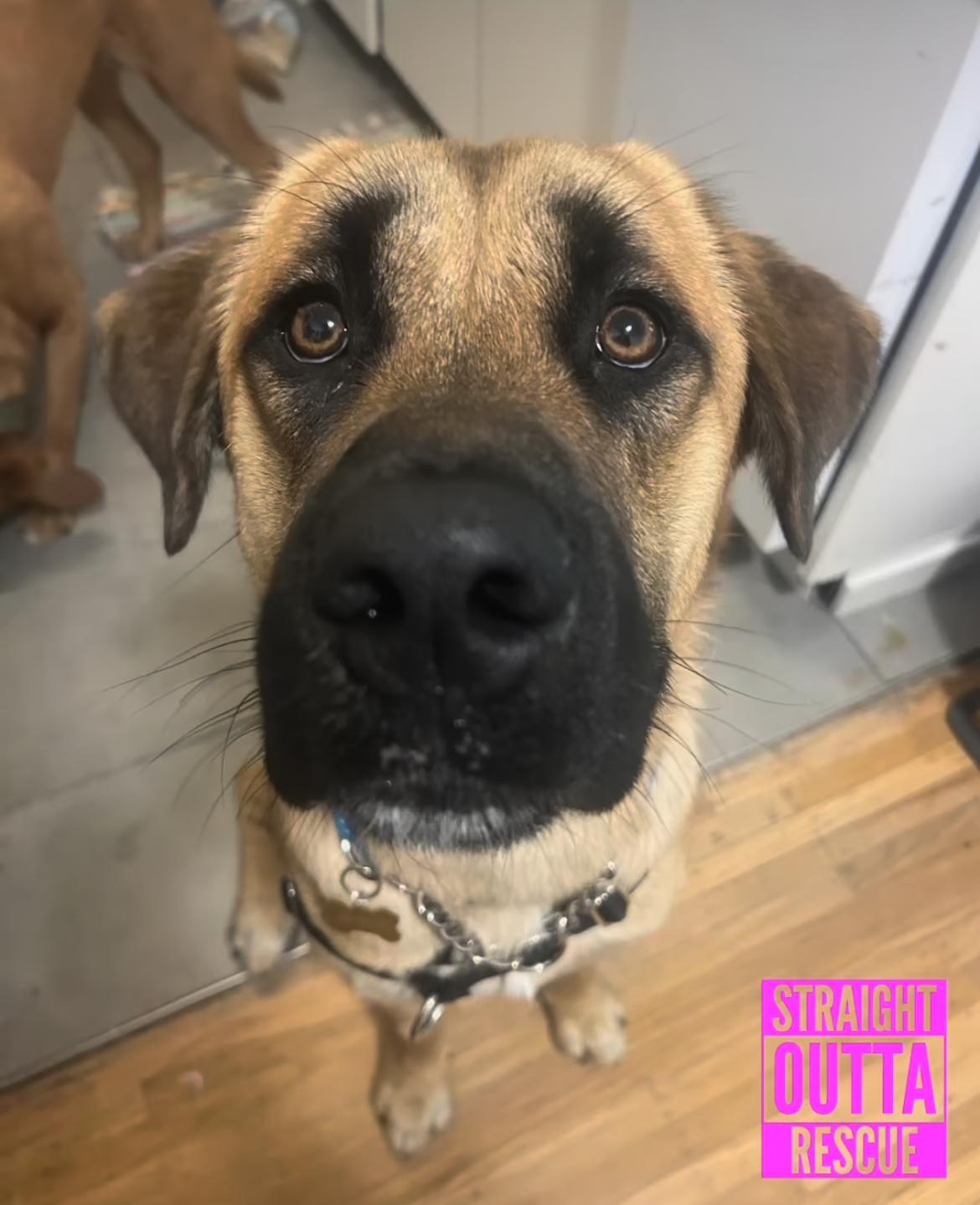 Marcus, an adoptable Mastiff, Shepherd in Kamloops, BC, V2B 5N6 | Photo Image 2