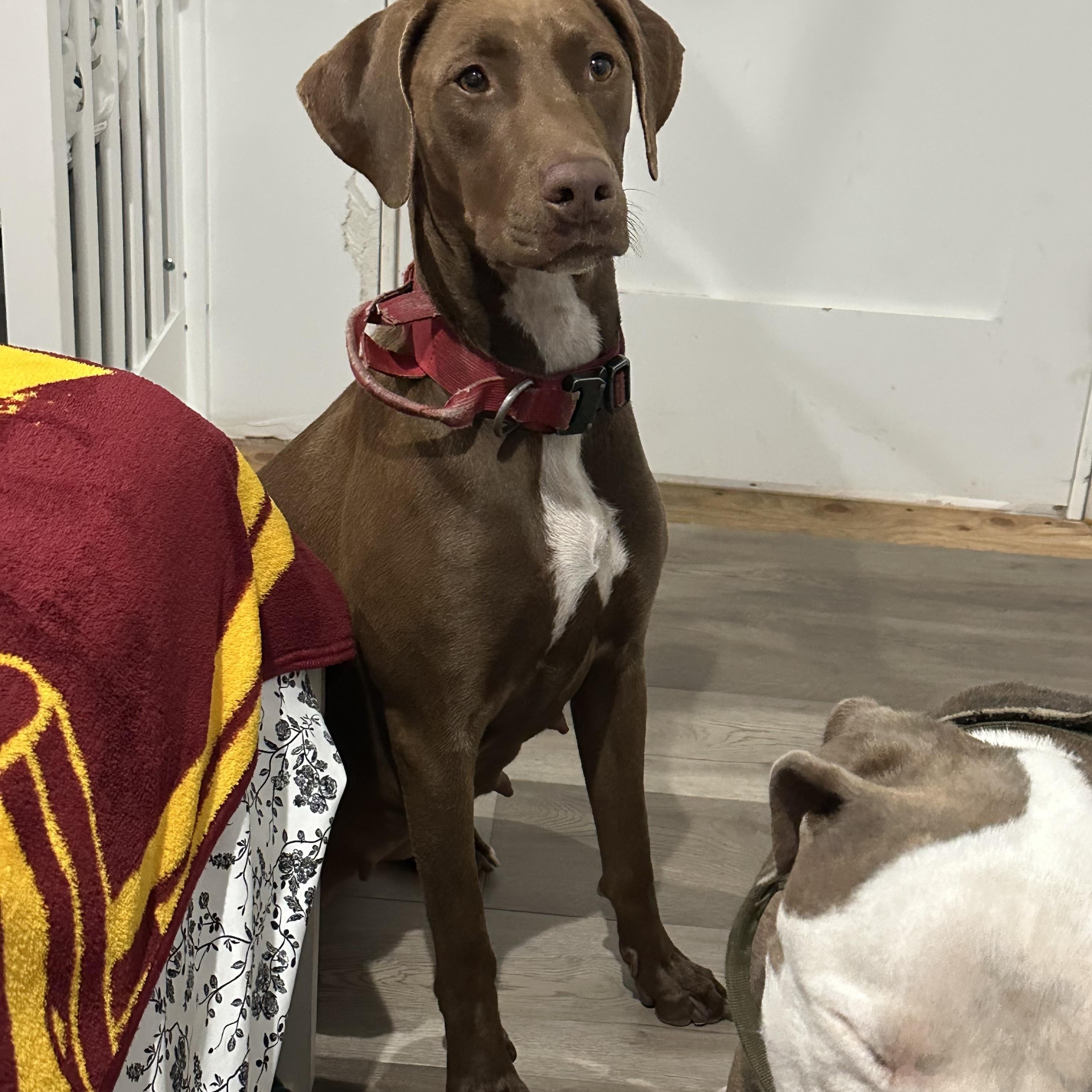 Enlarge Harley, a ADOPTABLE mixed breed in Torrance, CA image 3/4