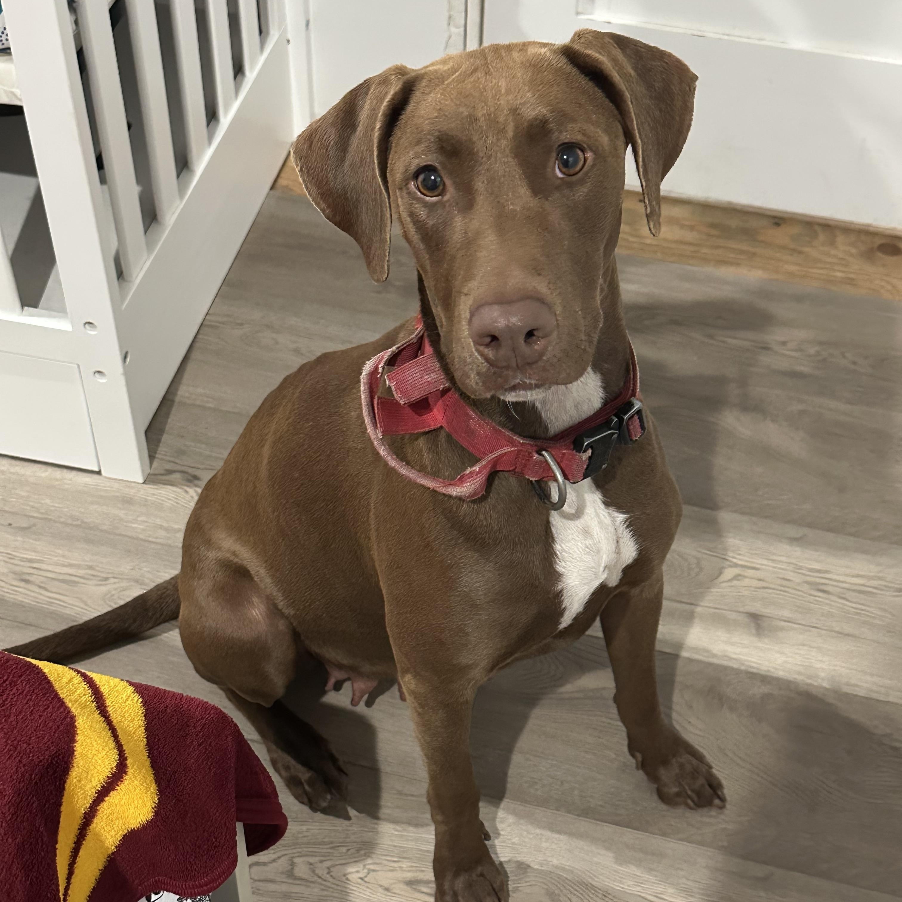 Harley, ADOPTABLE, Young Female Vizsla.