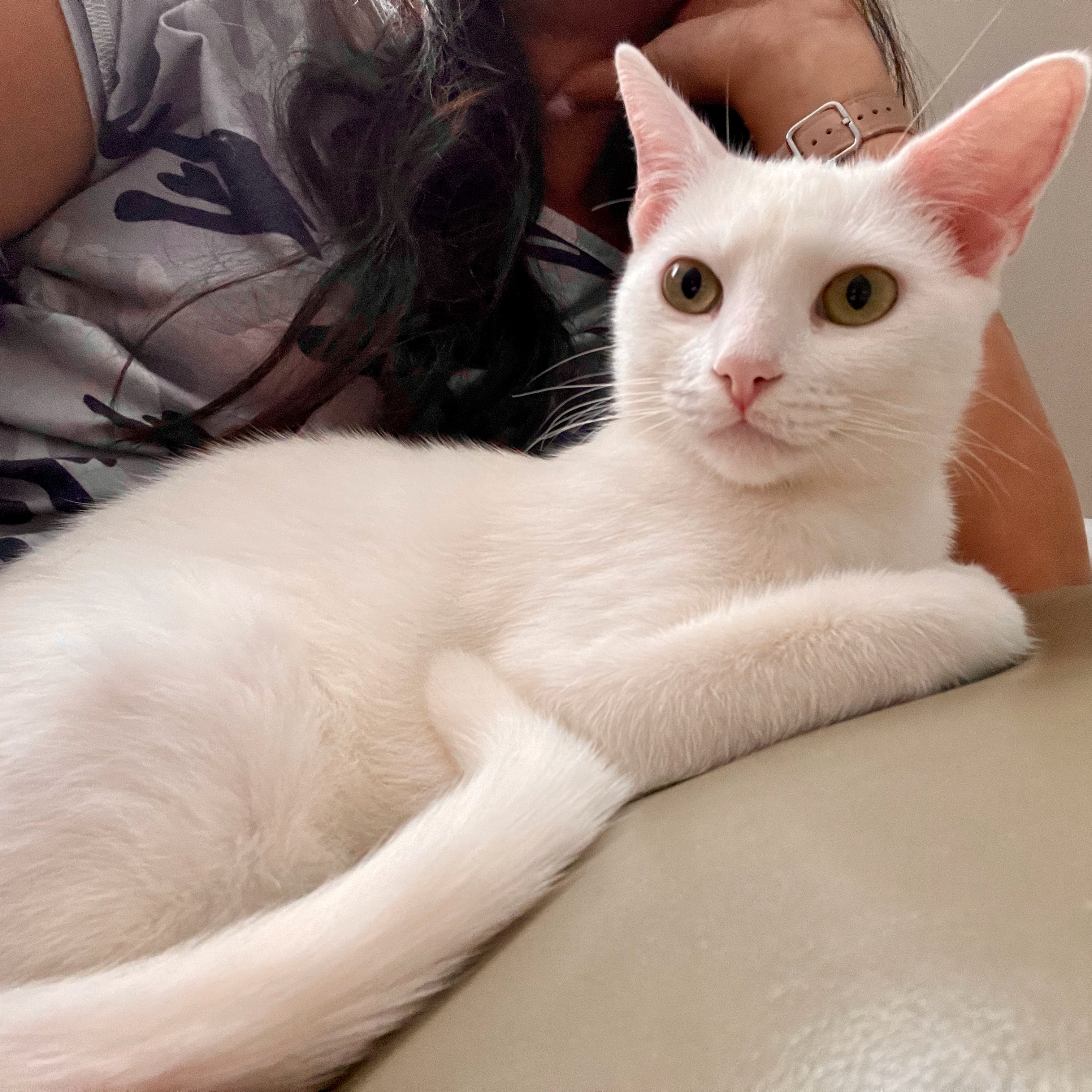 Cat for adoption Starlight, a Domestic Short Hair in Hopkinton, MA