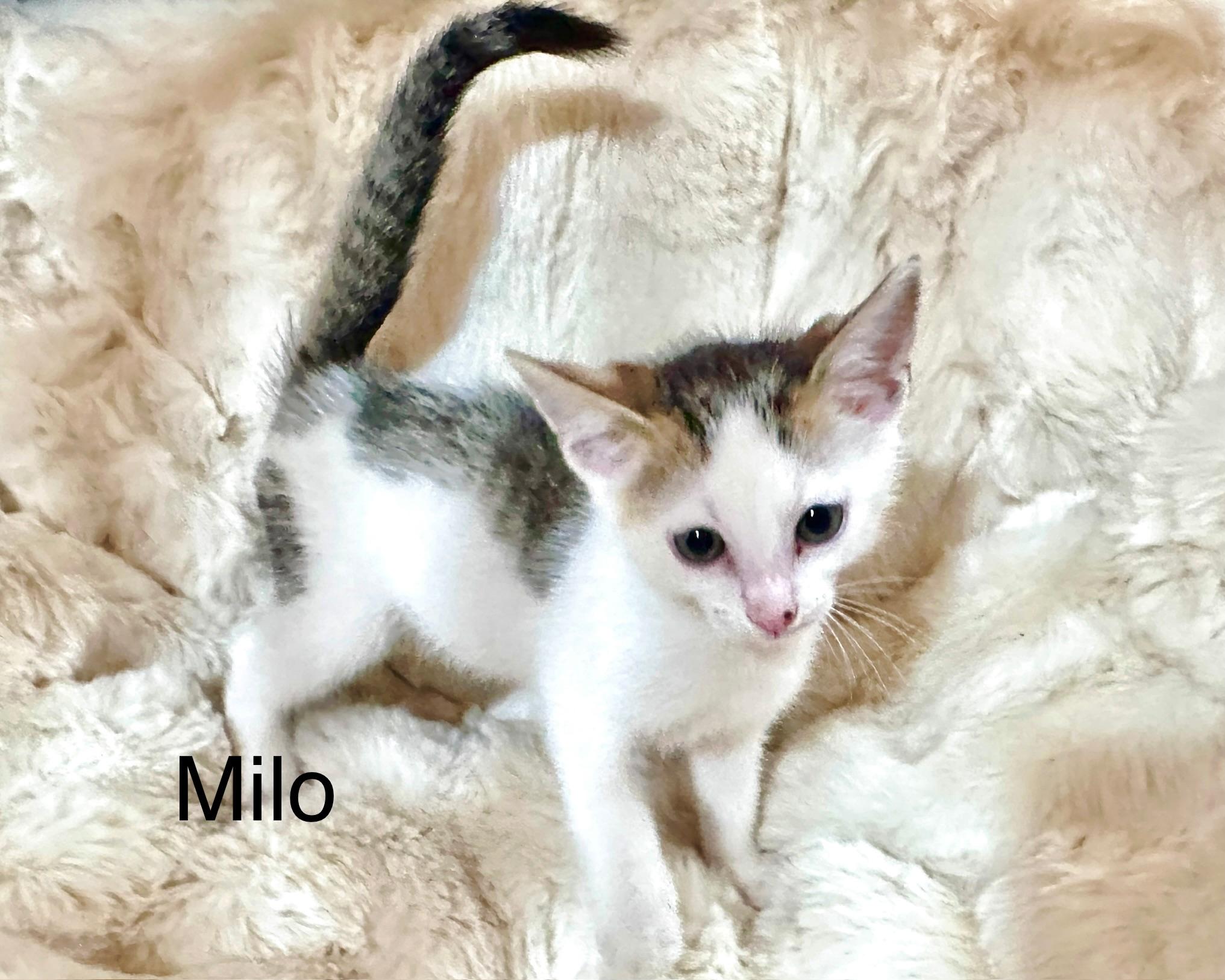 Enlarge Milo, a Adoptable Domestic Short Hair in South Elgin, IL image 2/2