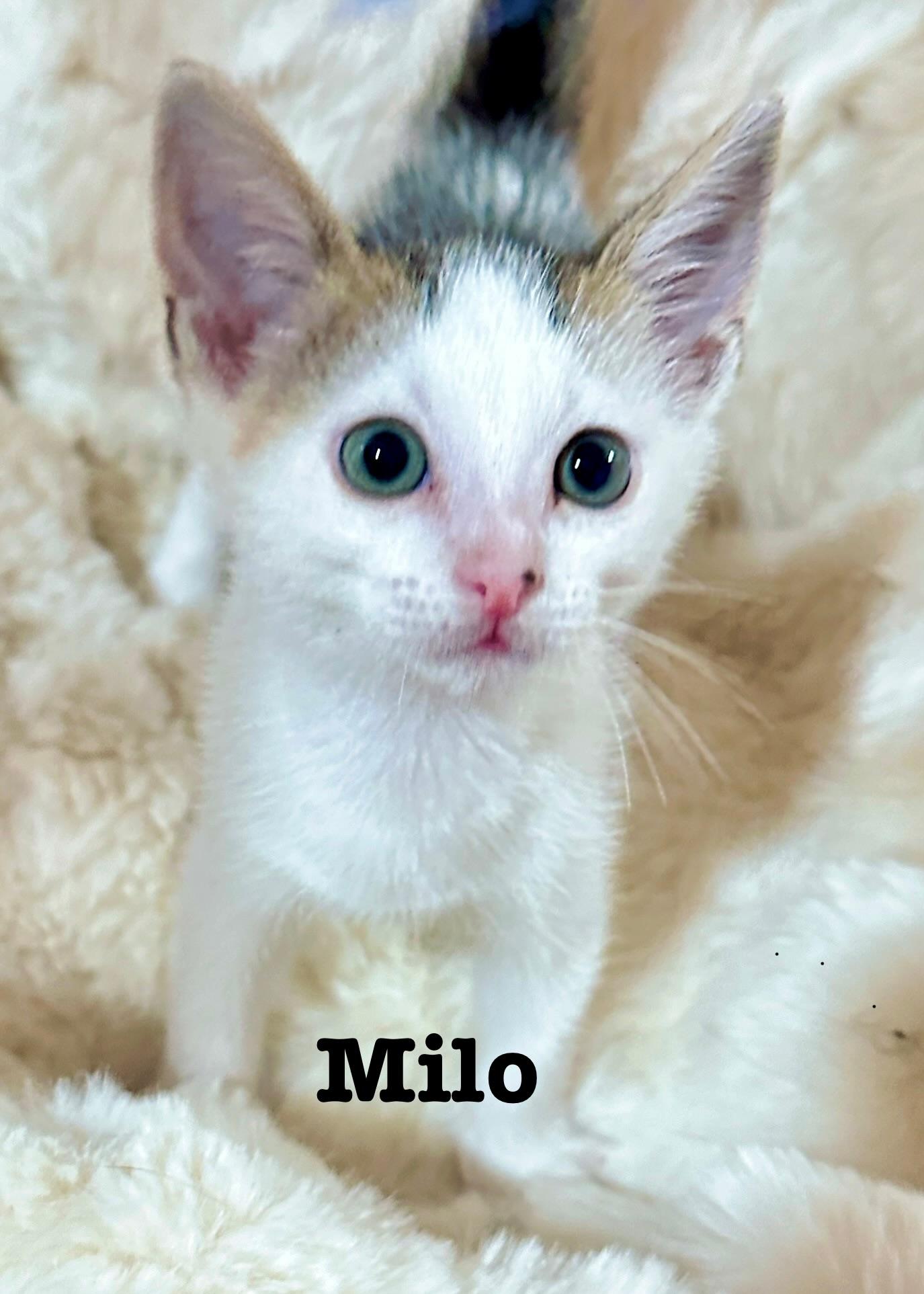 Enlarge Milo, a Adoptable Domestic Short Hair in South Elgin, IL image 1/2