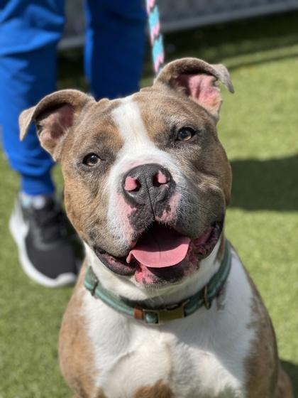 Draco Malfoy, Adoptable, Adult Male American Staffordshire Terrier & Mixed Breed.