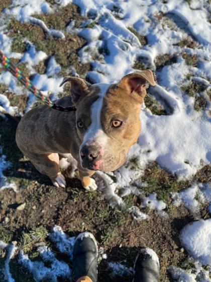 Draco Malfoy, a Adoptable mixed breed image 2/3