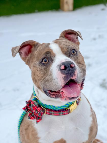 Enlarge Draco Malfoy, a Adoptable mixed breed in Fishers, IN image 2/3