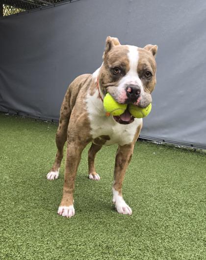 Draco Malfoy, Adoptable, Adult Male American Staffordshire Terrier & Mixed Breed.