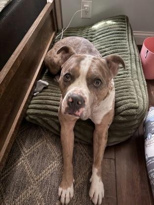 Draco Malfoy (in foster), a Adoptable mixed breed in Fishers, IN image 3/3
