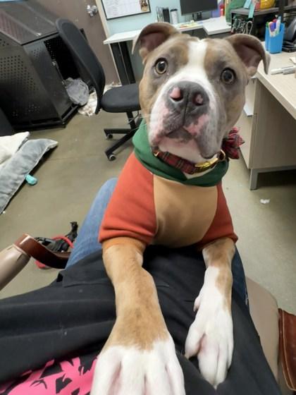 Enlarge Draco Malfoy, a Adoptable mixed breed in Fishers, IN image 3/3