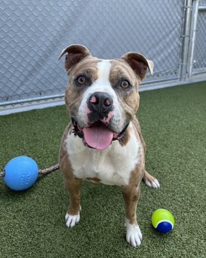 Draco Malfoy, Adoptable, Adult Male American Staffordshire Terrier & Mixed Breed.