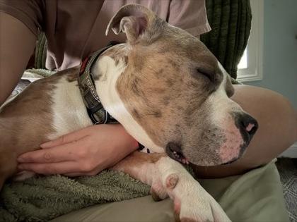 Draco Malfoy (in foster), a Adoptable mixed breed in Fishers, IN image 3/3